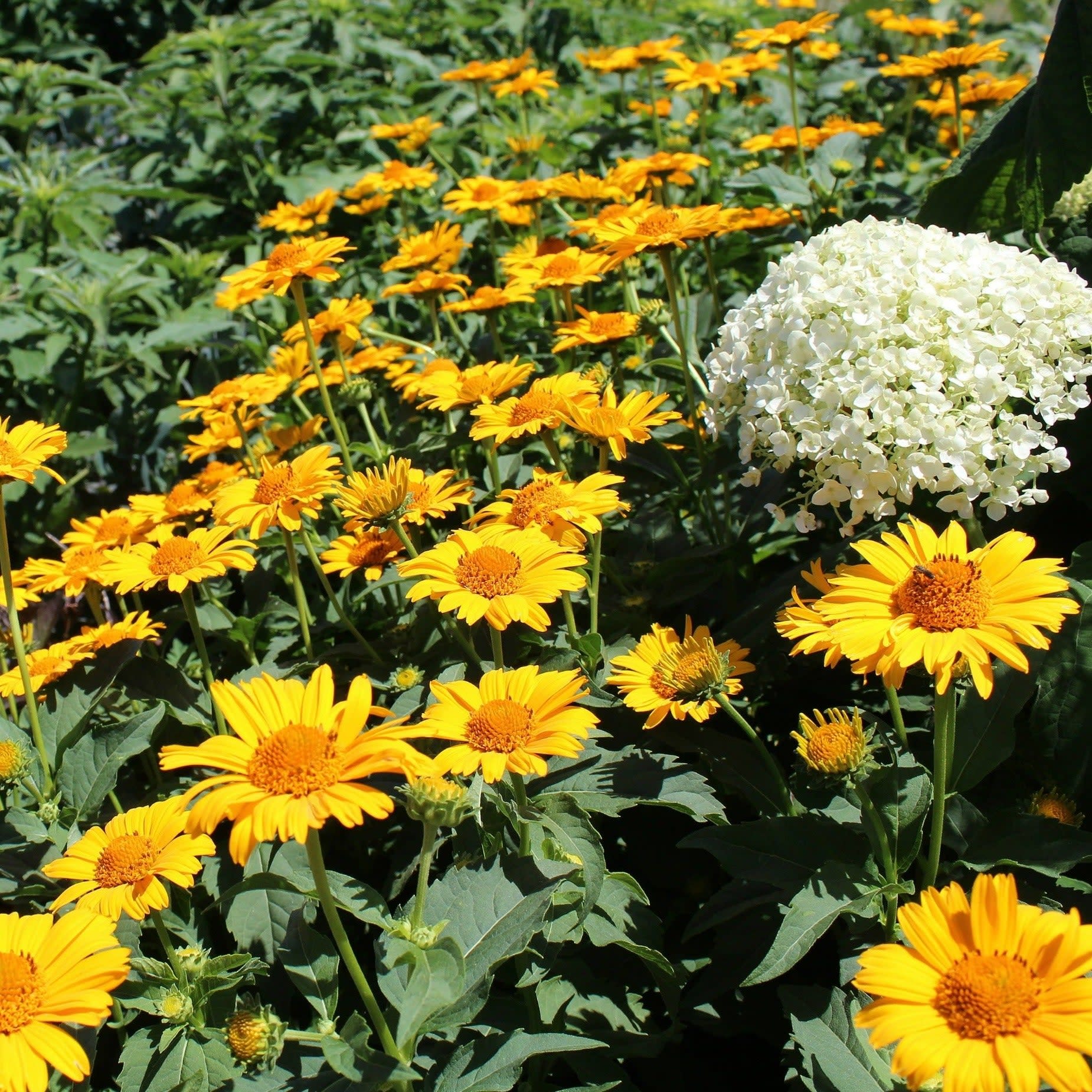 Bright Lights™ Yellow African Daisy (Osteospermum) - Image 2