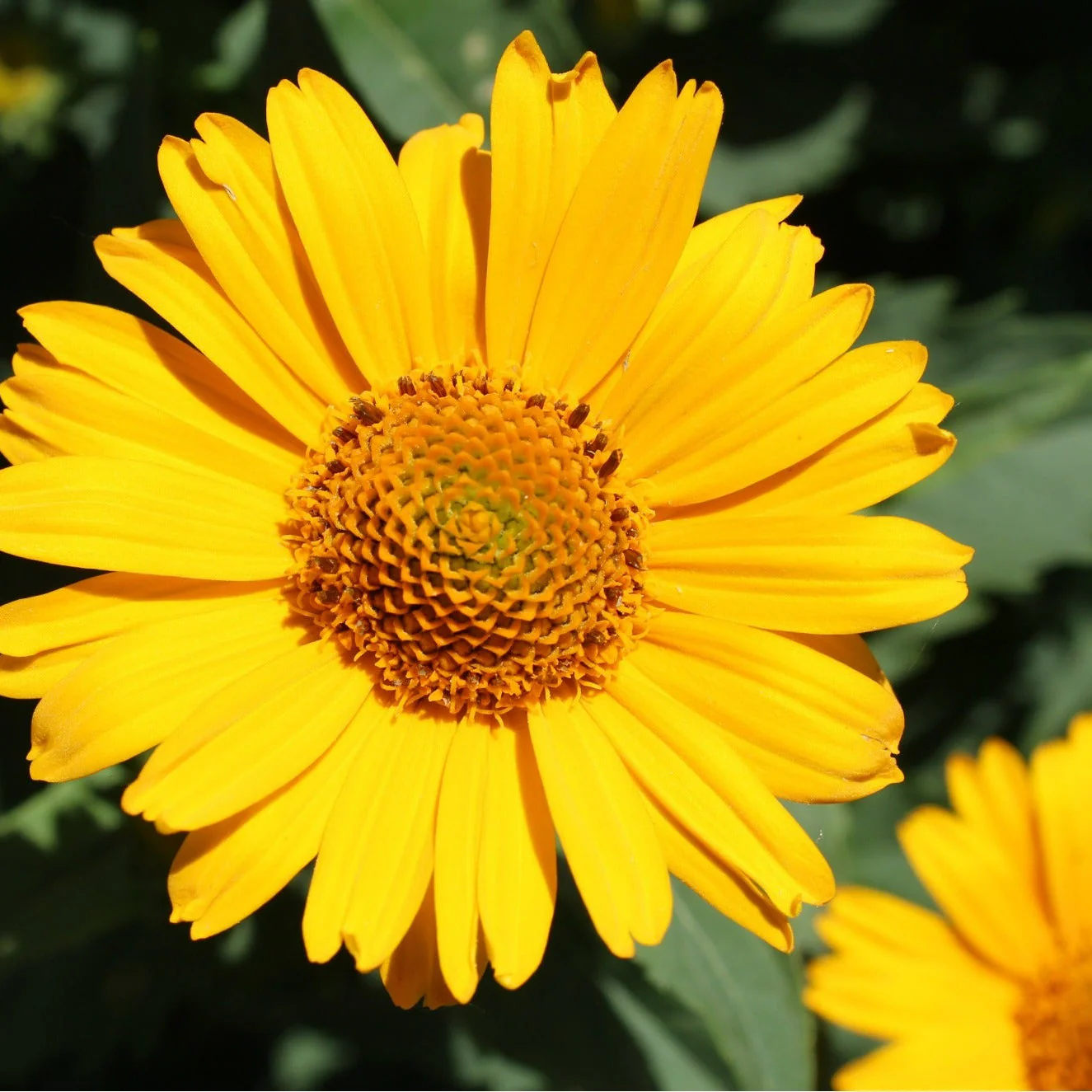 Bright Lights™ Yellow African Daisy (Osteospermum) - Image 3