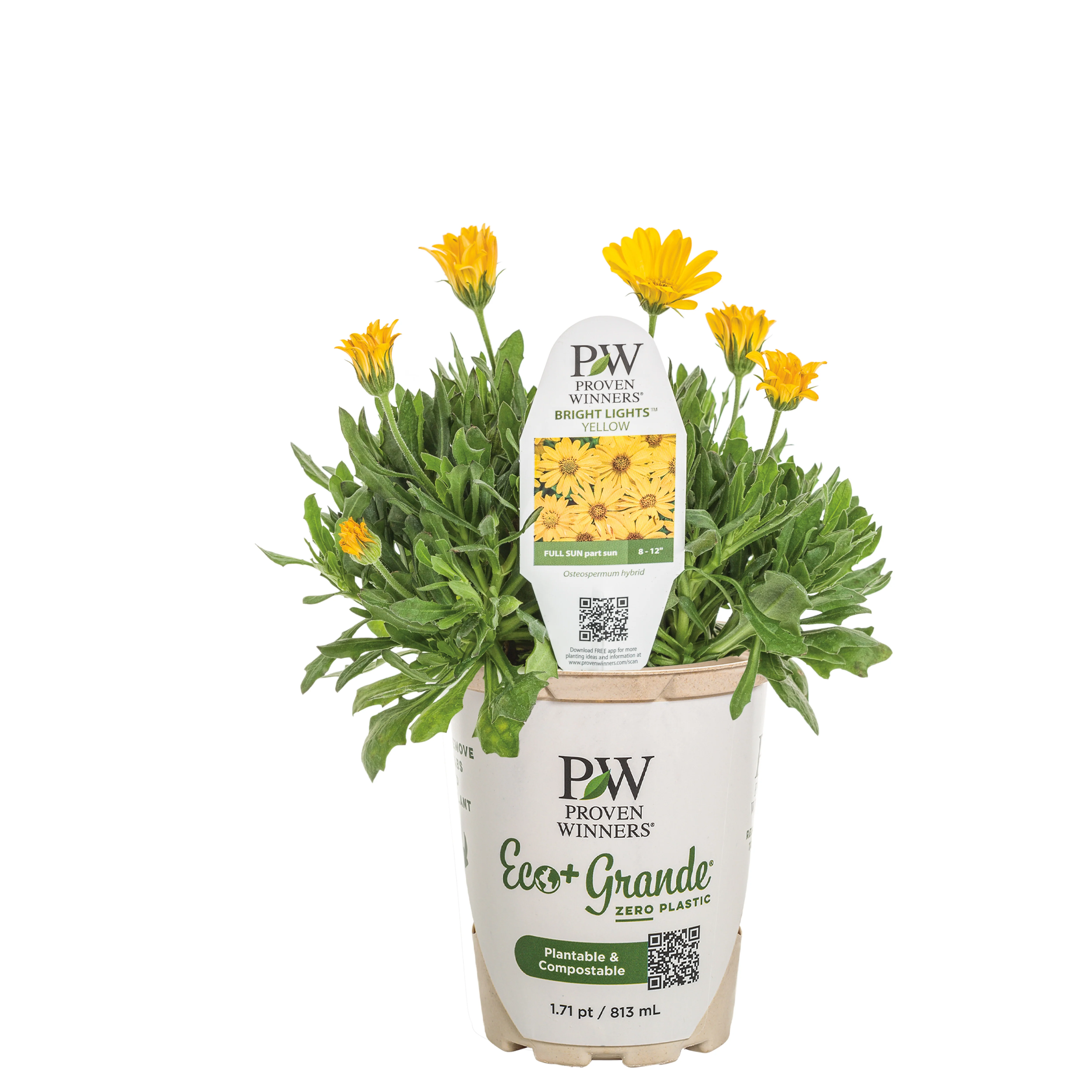 Bright Lights™ Yellow African Daisy (Osteospermum) - Image 4