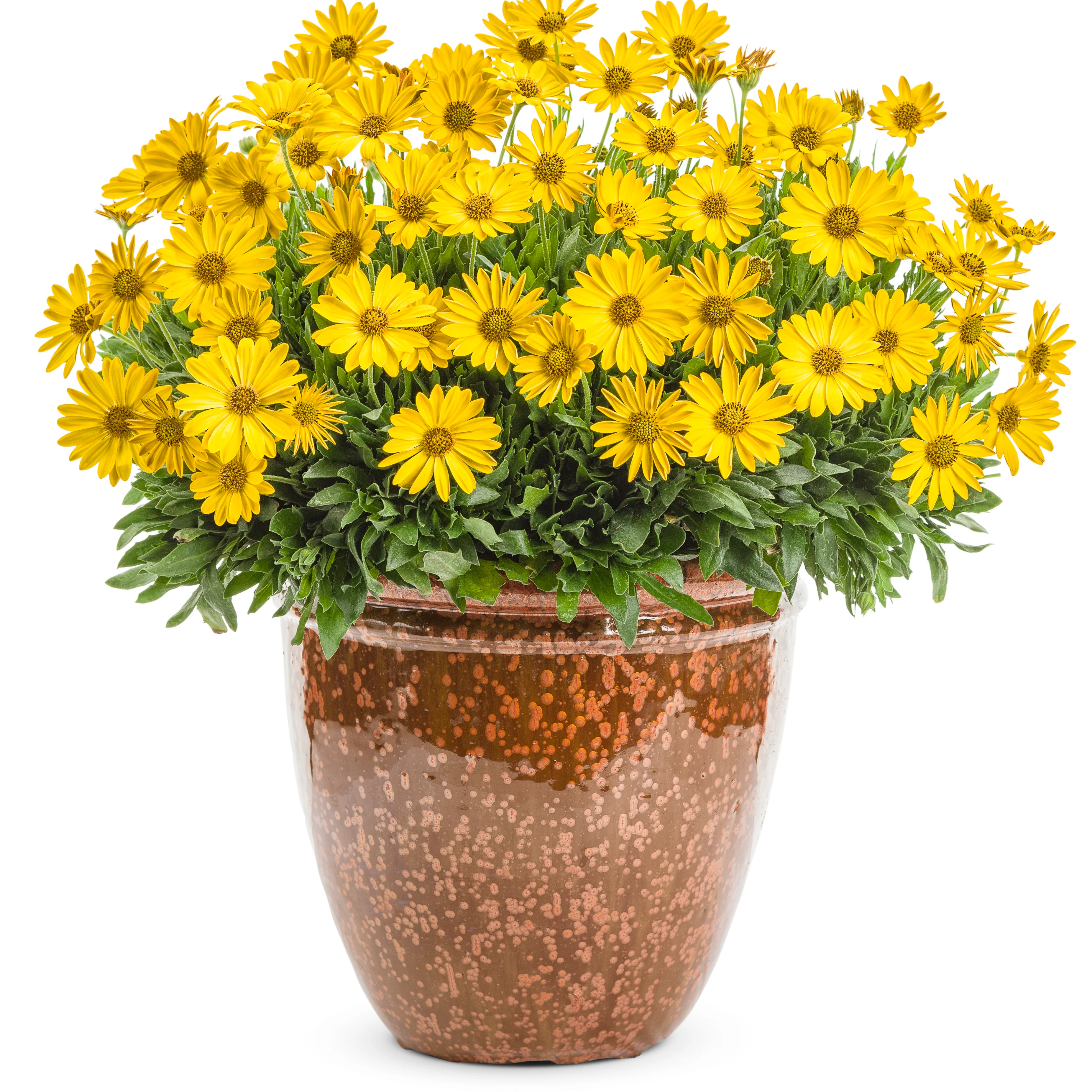 Bright Lights™ Yellow African Daisy (Osteospermum) - Image 6
