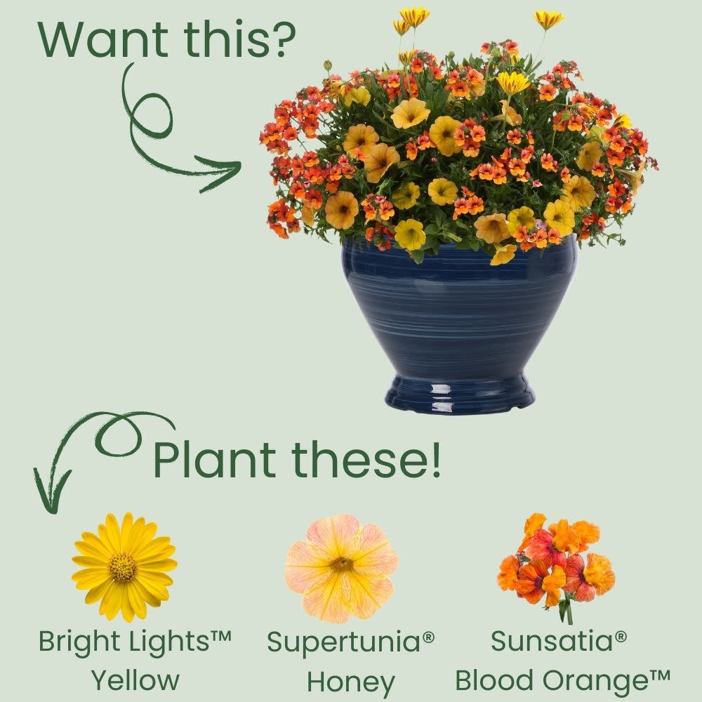 Bright Lights™ Yellow African Daisy (Osteospermum) - Image 7