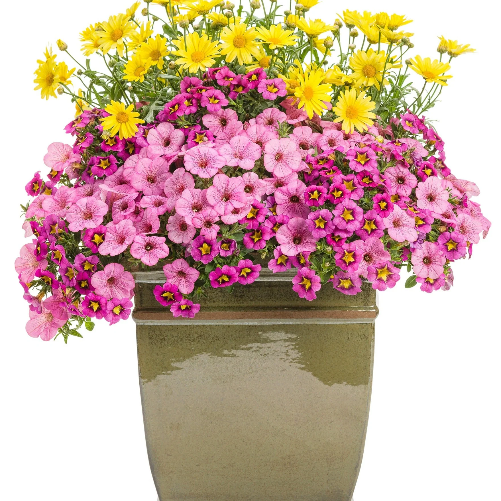 Bright Lights™ Yellow African Daisy (Osteospermum) - Image 8
