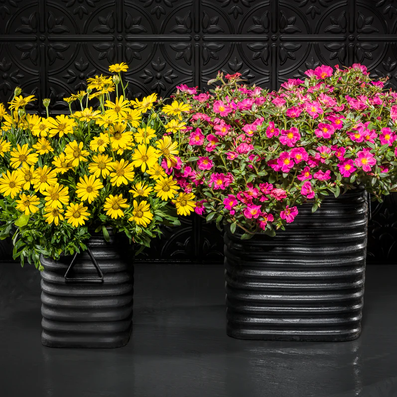 Bright Lights™ Yellow African Daisy (Osteospermum) - Image 9