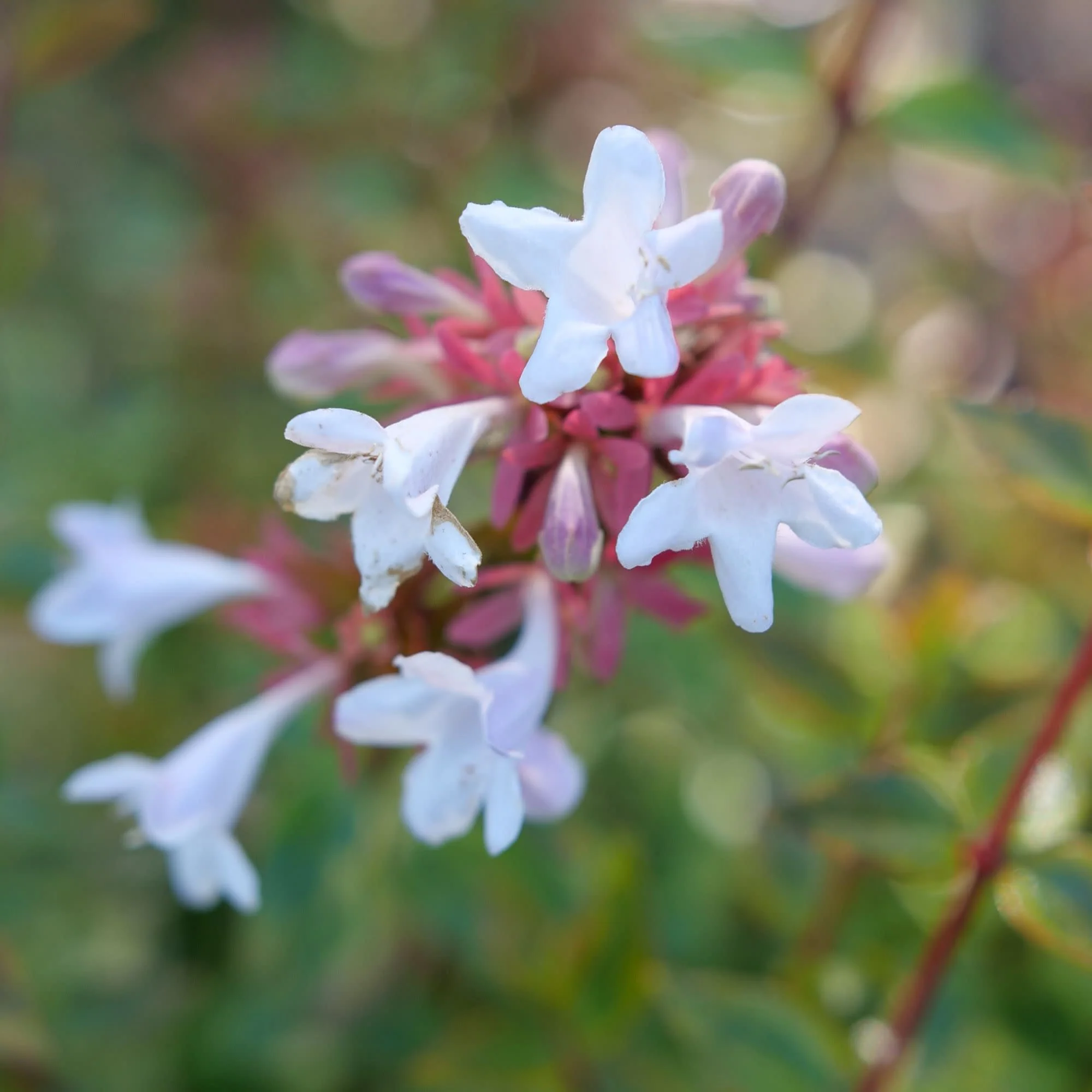 Brilliantina® Abelia (Abelia x grandiflora) - Image 3