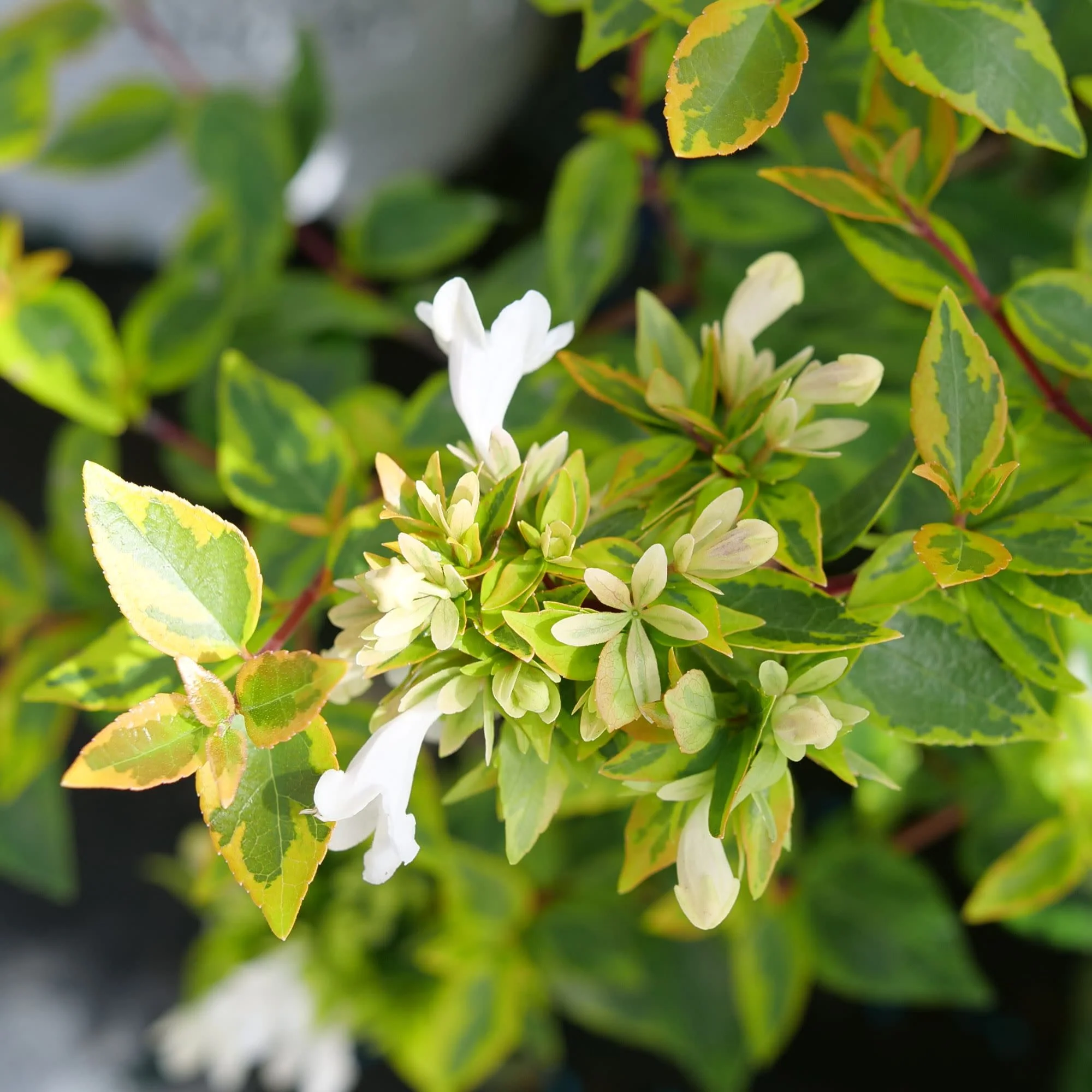 Brilliantina® Abelia (Abelia x grandiflora) - Image 4