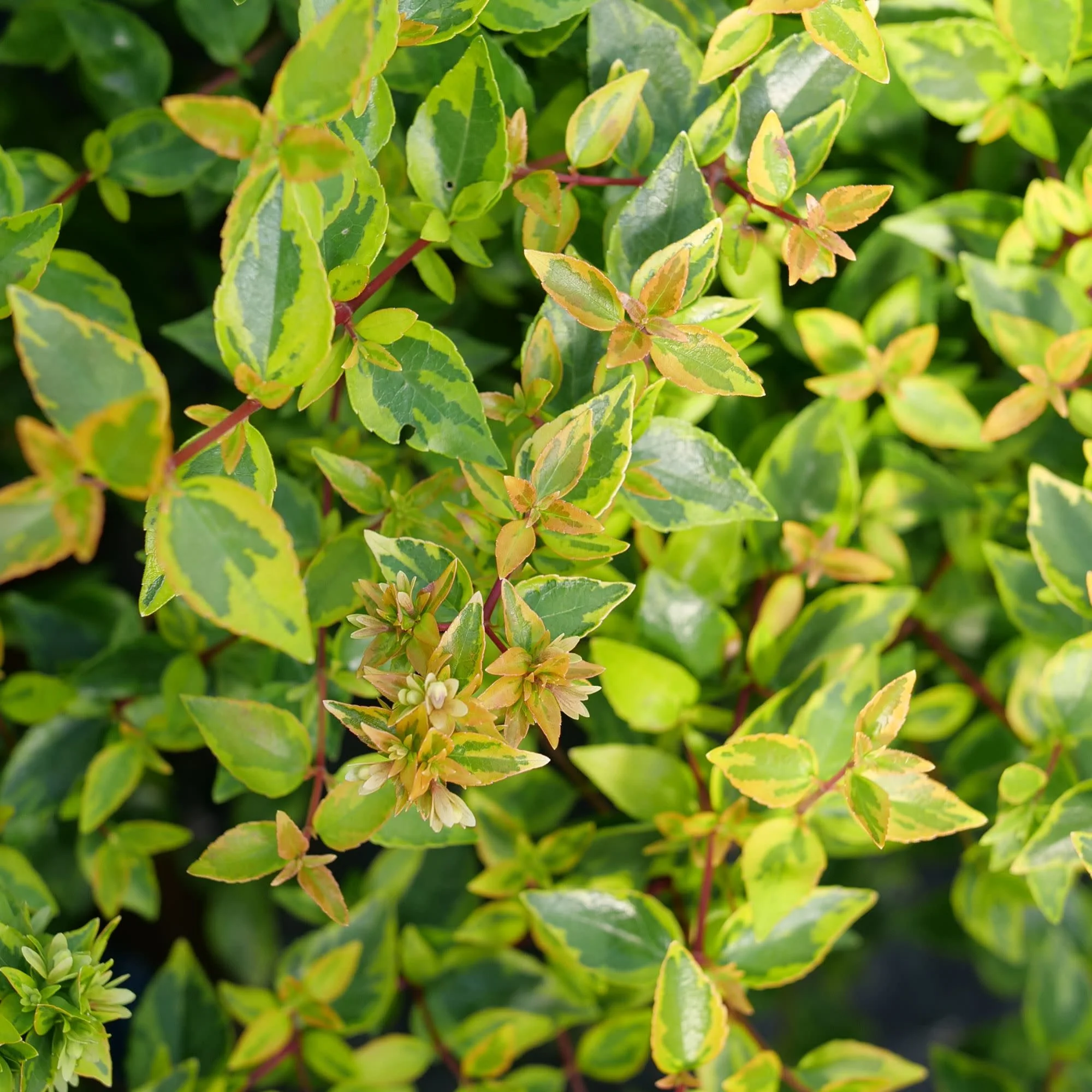 Brilliantina® Abelia (Abelia x grandiflora) - Image 5