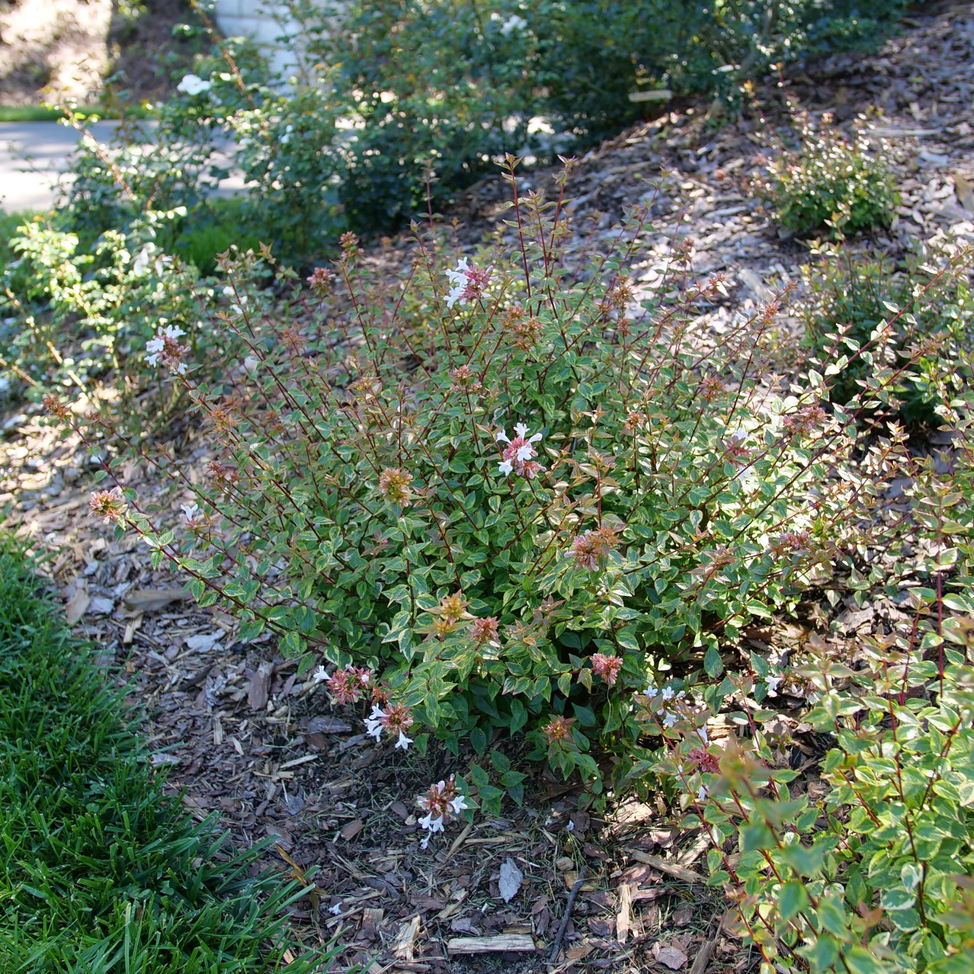 Brilliantina® Abelia (Abelia x grandiflora) - Image 6