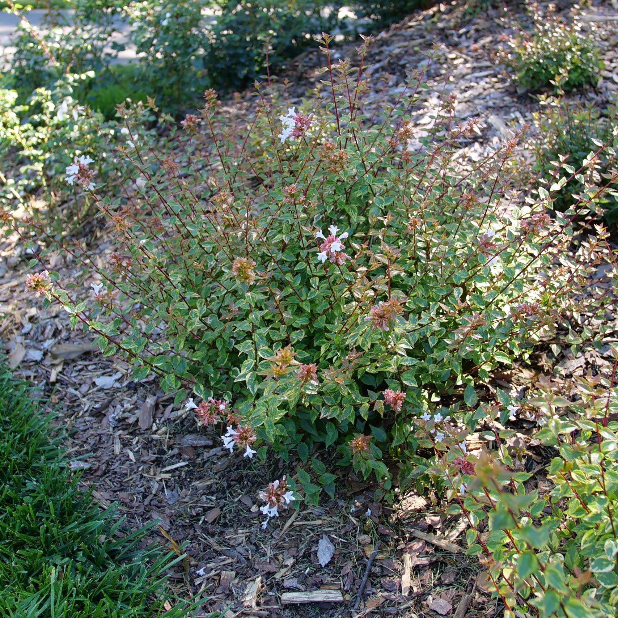 Brilliantina® Abelia (Abelia x grandiflora) - Image 7