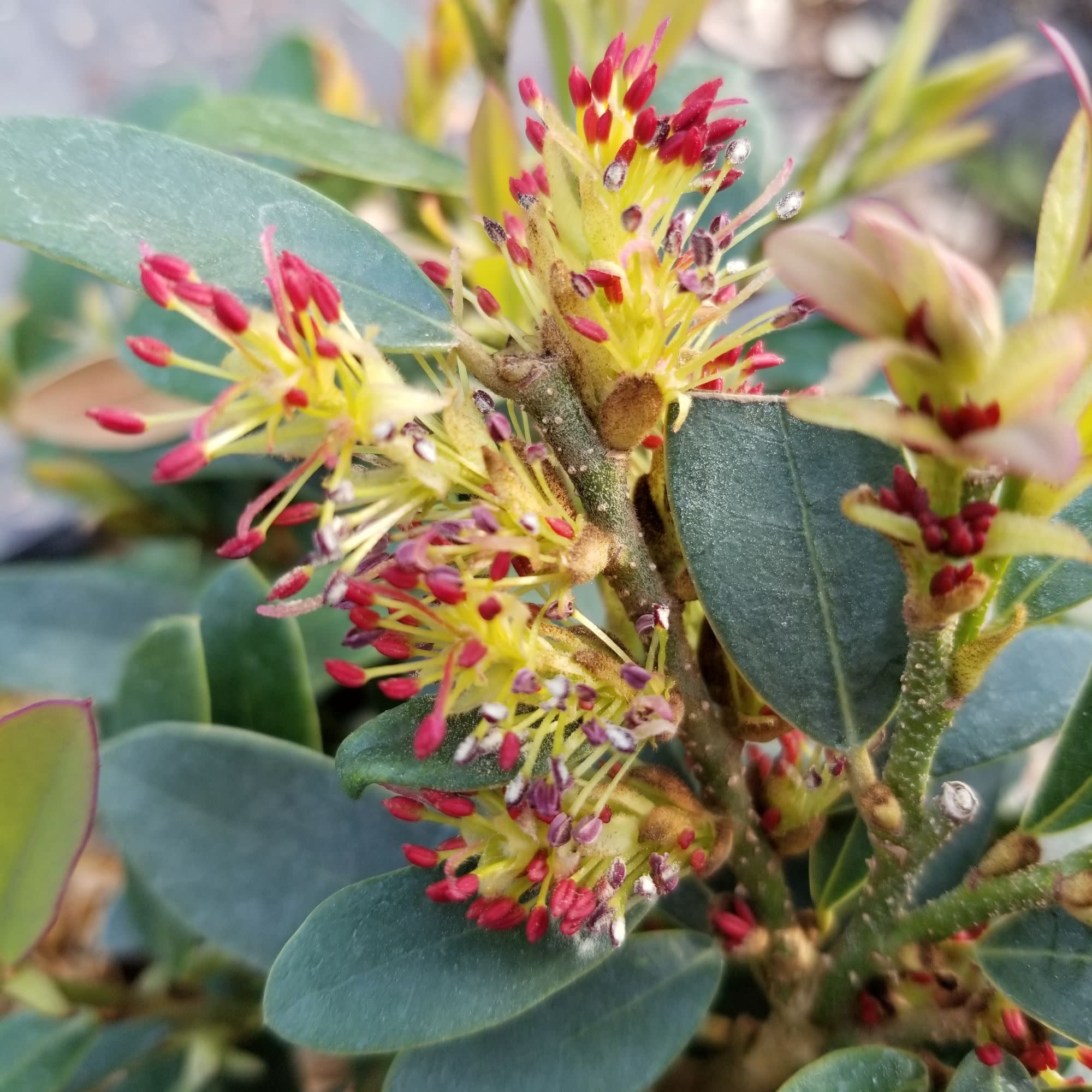 Buckhead Bold™ Winter-hazel (Distylium buxifolium) - Image 3