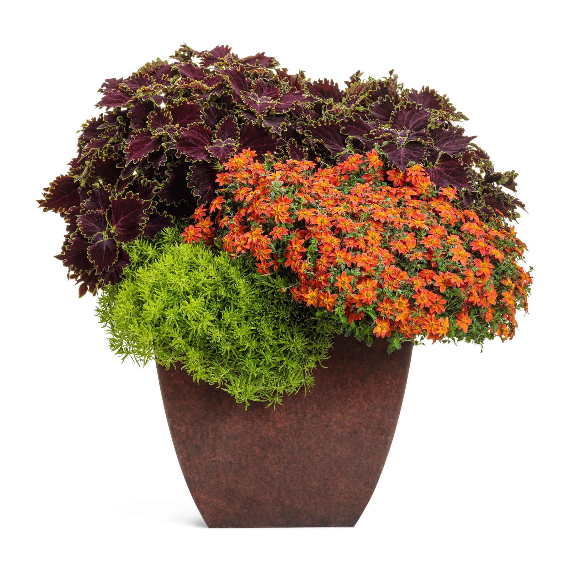 Campfire® Flame Apache Beggarticks (Bidens hybrid) - Image 10