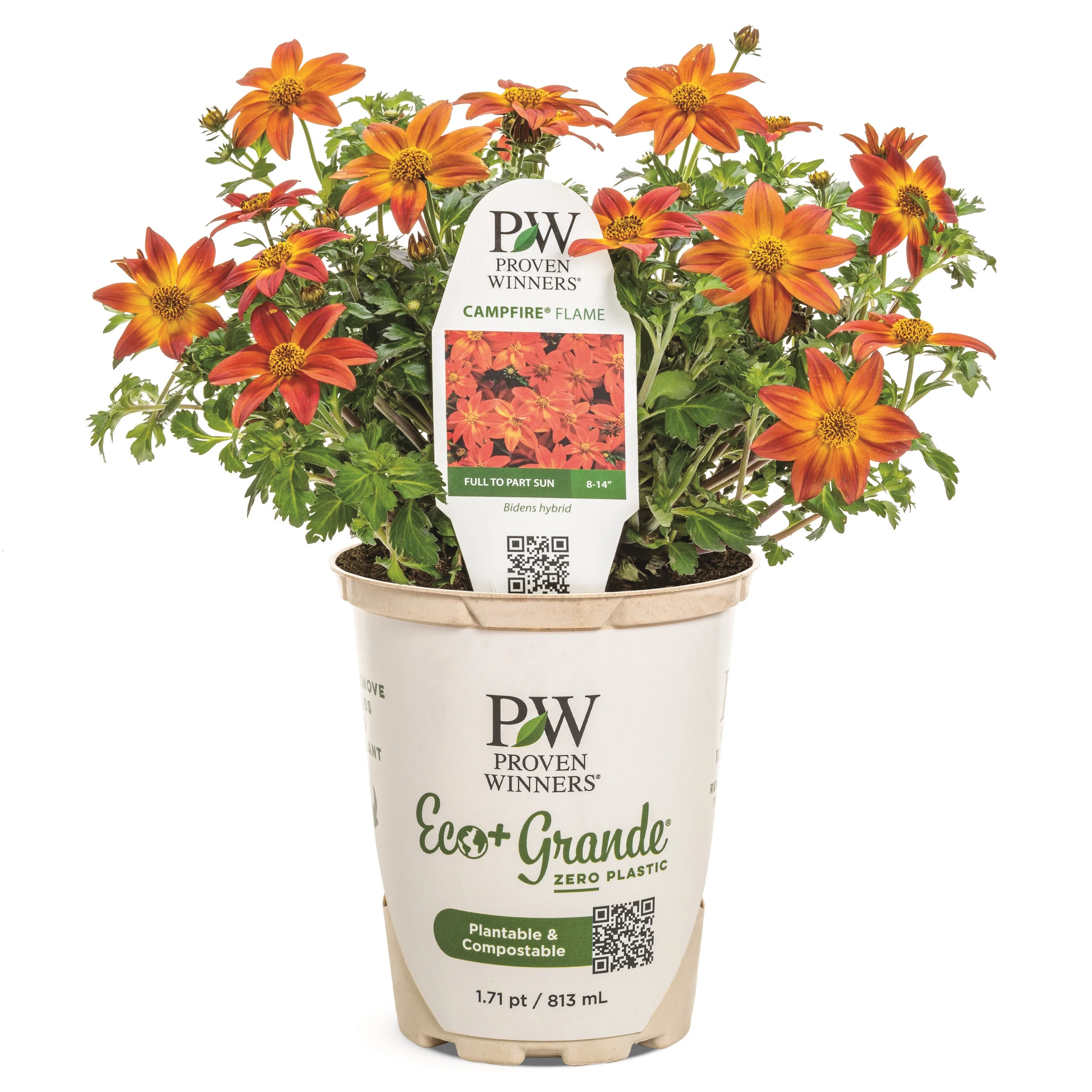 Campfire® Flame Apache Beggarticks (Bidens hybrid) - Image 2