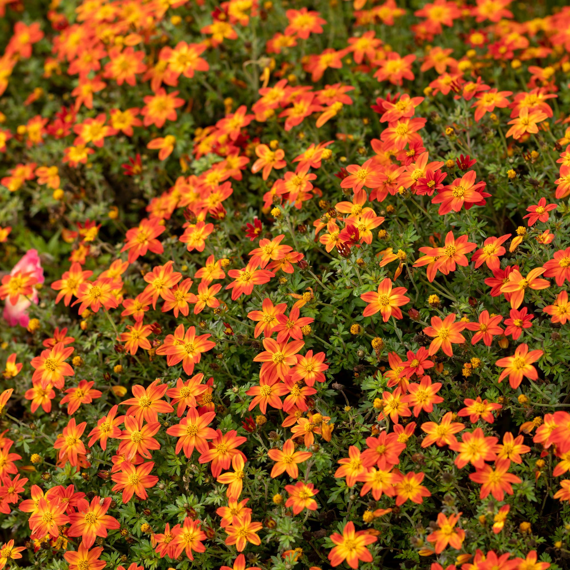 Campfire® Flame Apache Beggarticks (Bidens hybrid) - Image 4