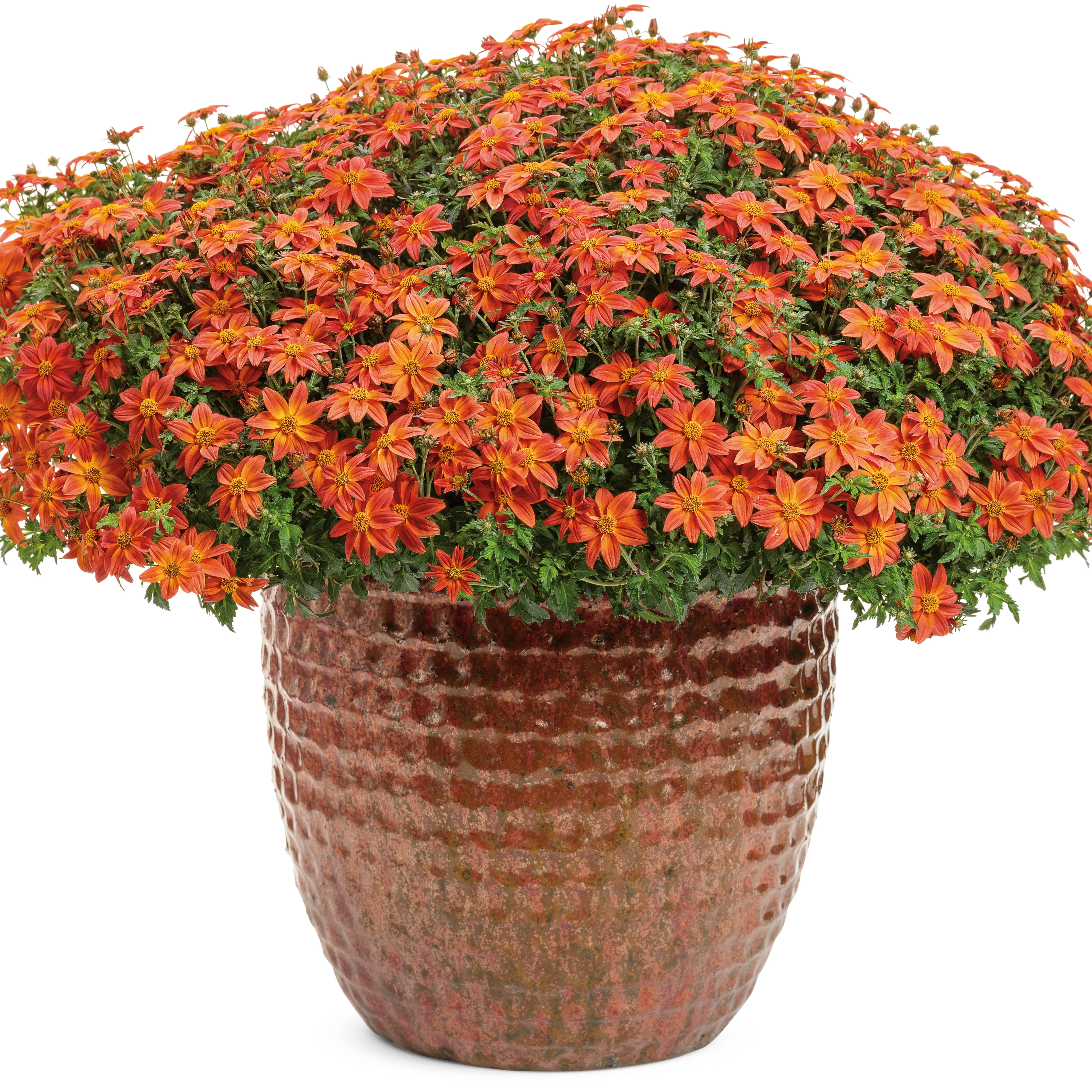 Campfire® Flame Apache Beggarticks (Bidens hybrid) - Image 5