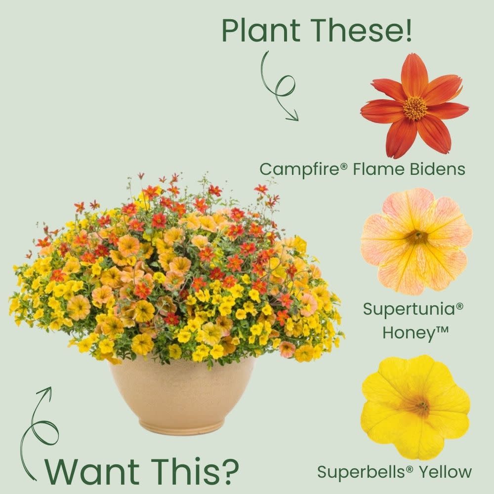 Campfire® Flame Apache Beggarticks (Bidens hybrid) - Image 6