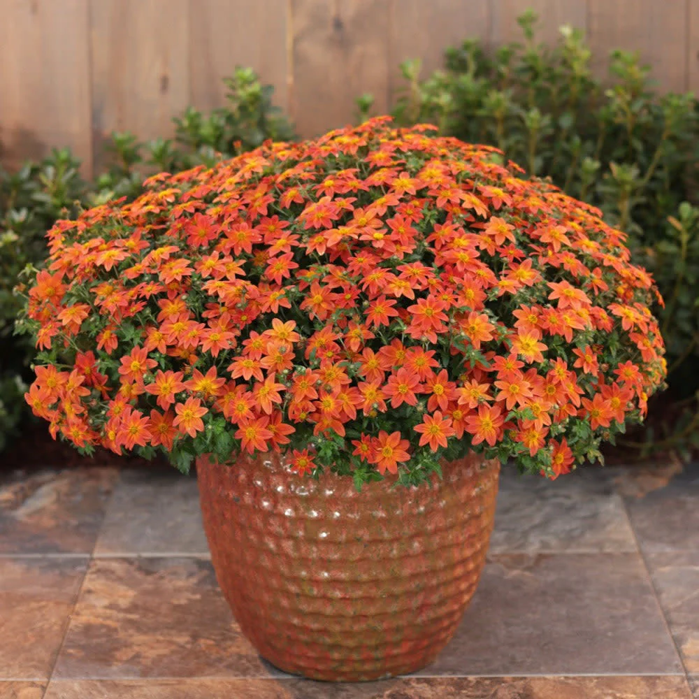 Campfire® Flame Apache Beggarticks (Bidens hybrid) - Image 8