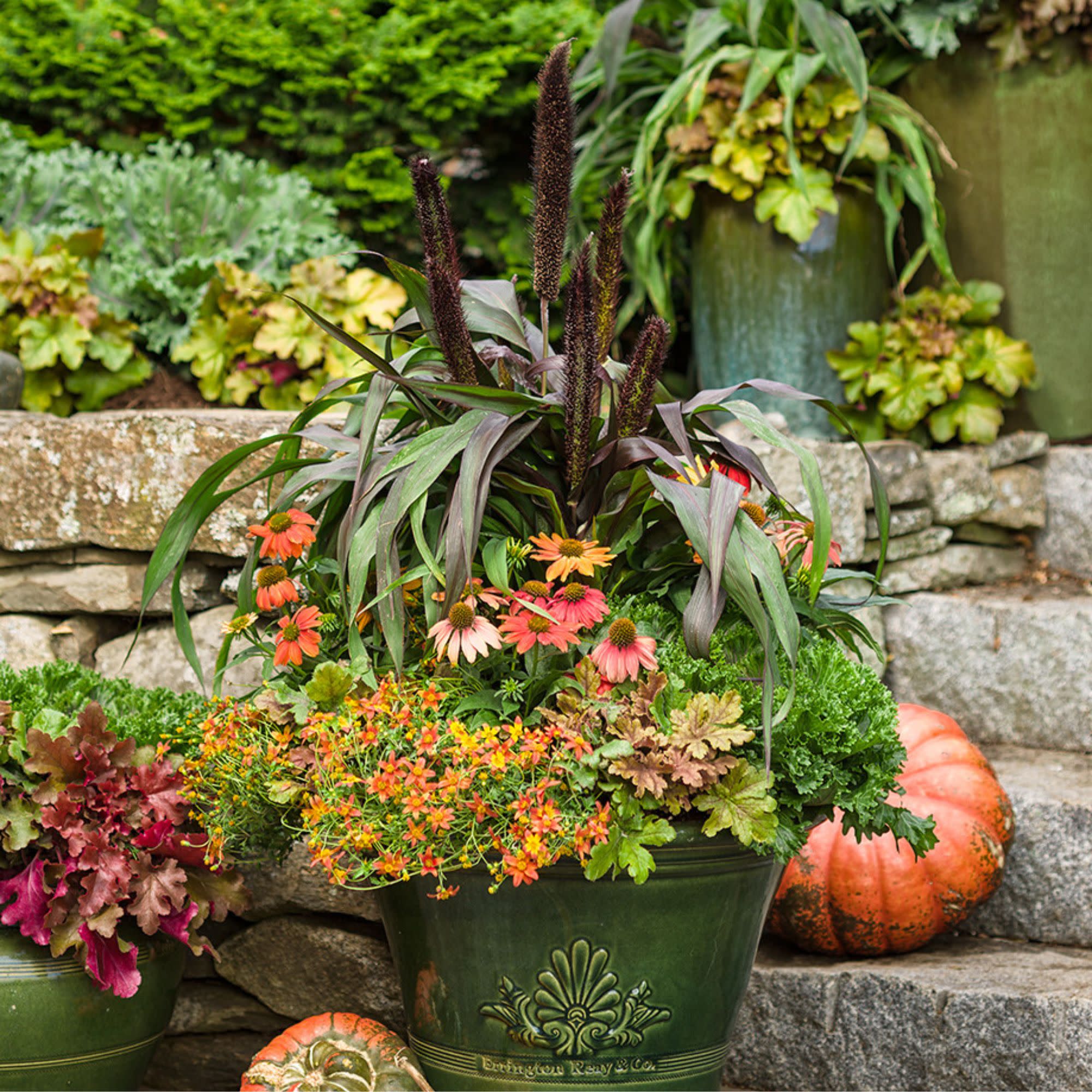 Campfire® Flame Apache Beggarticks (Bidens hybrid) - Image 9