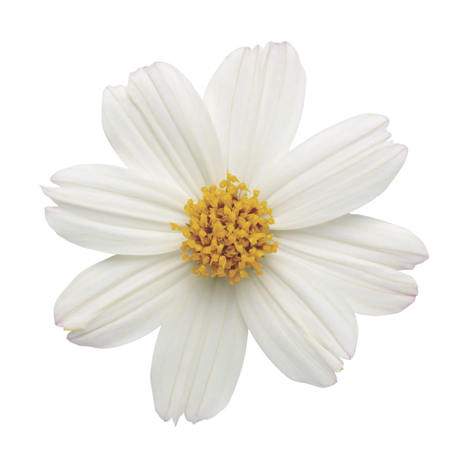 Campfire® Marshmallow™ Apache Beggarticks (Bidens hybrid) - Image 10