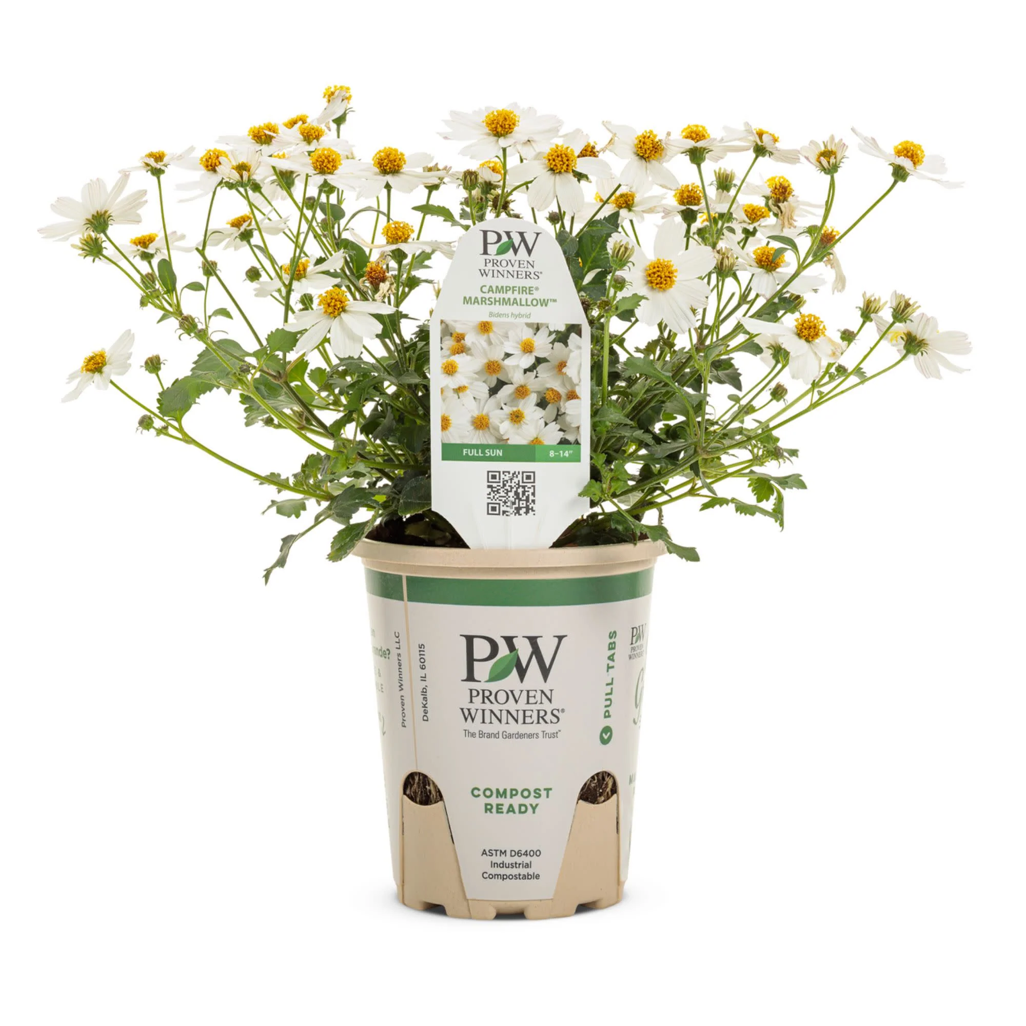 Campfire® Marshmallow™ Apache Beggarticks (Bidens hybrid) - Image 2