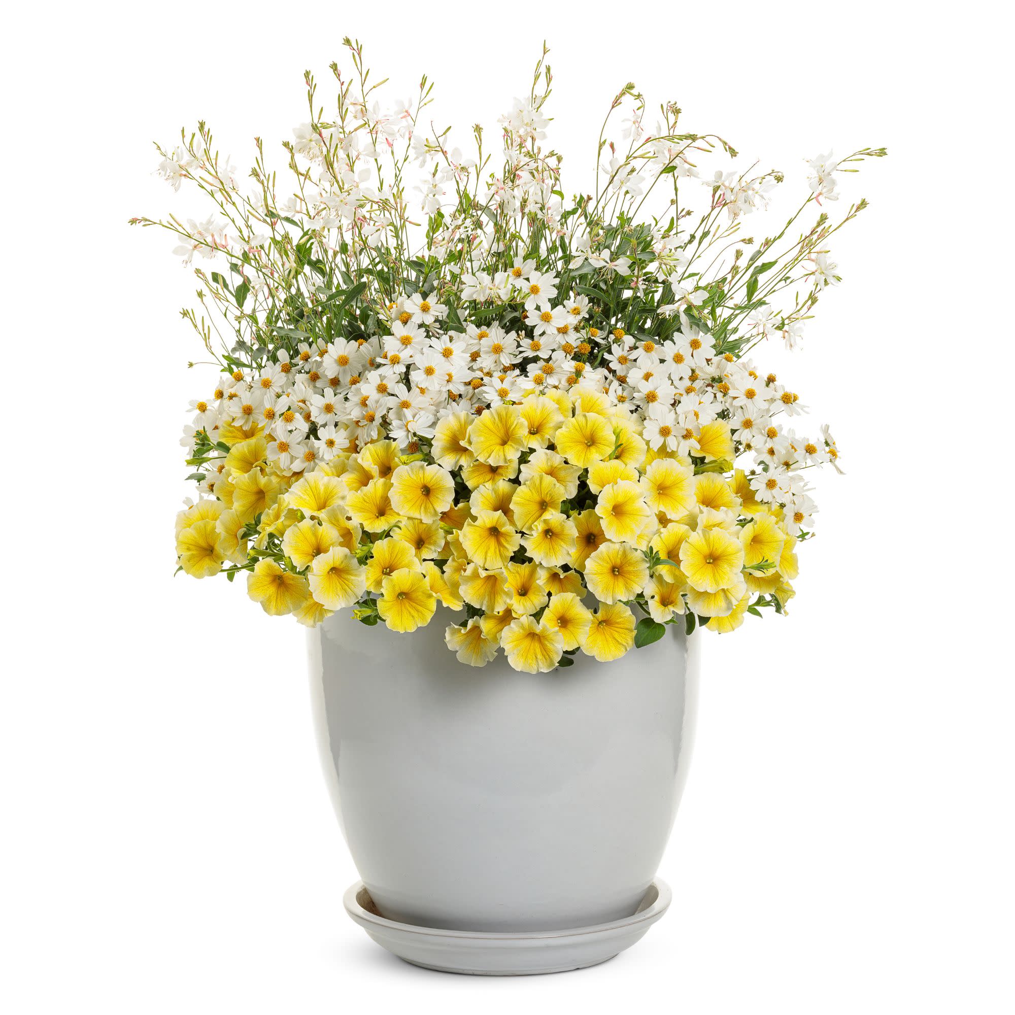 Campfire® Marshmallow™ Apache Beggarticks (Bidens hybrid) - Image 6