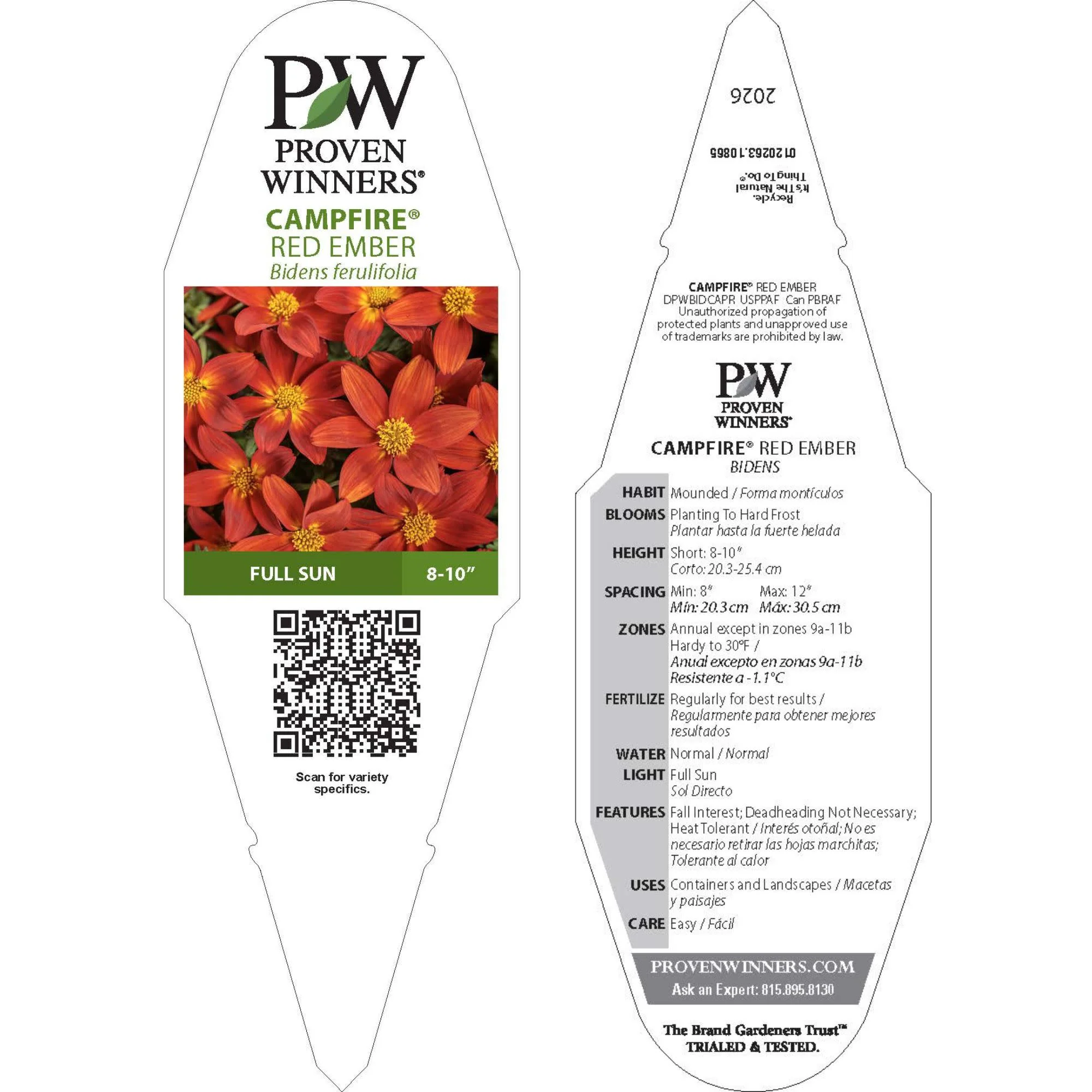 Campfire® Red Ember Apache Beggarticks (Bidens ferulifolia) | Proven Winners® New Variety 2026 - Image 10