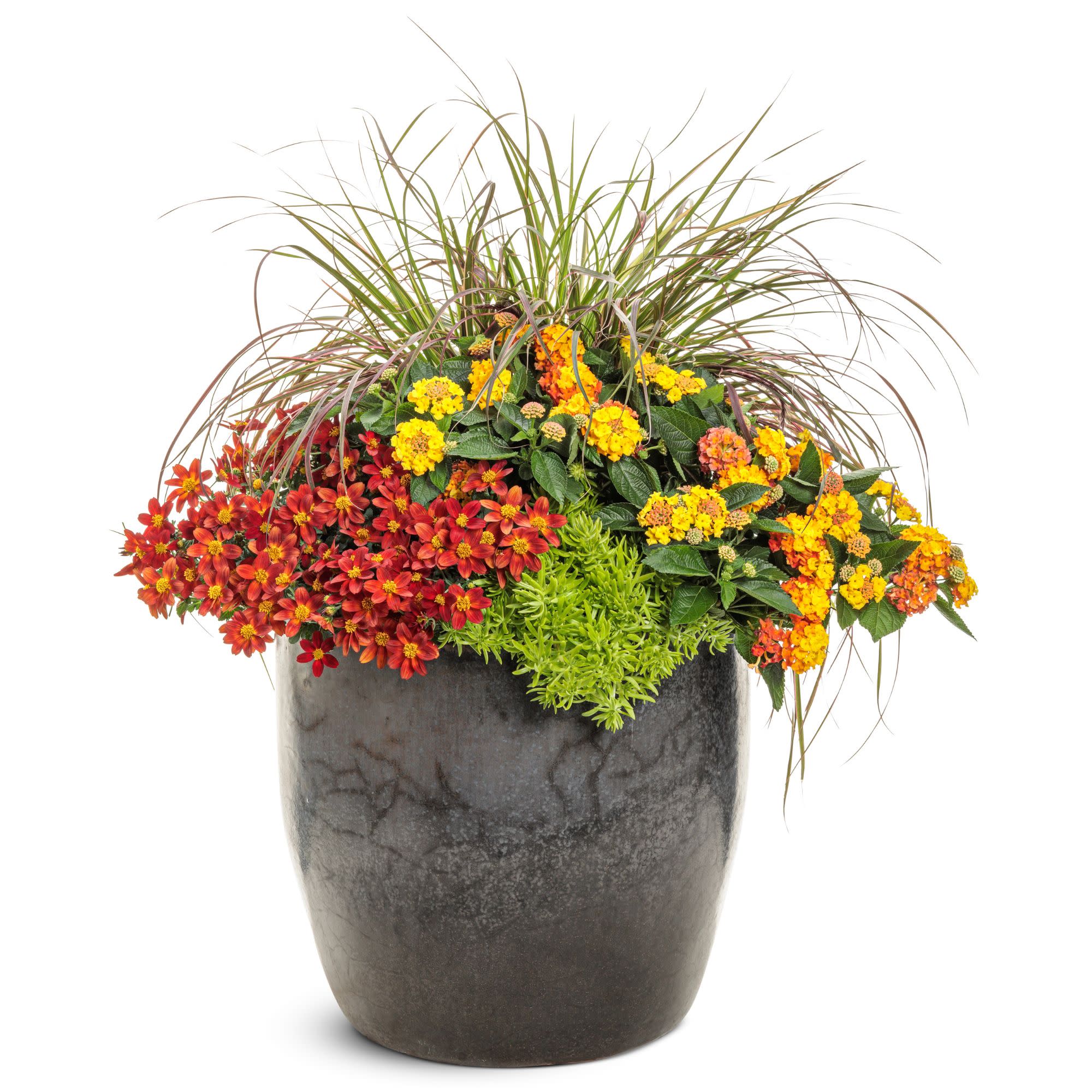 Campfire® Red Ember Apache Beggarticks (Bidens ferulifolia) | Proven Winners® New Variety 2026 - Image 6