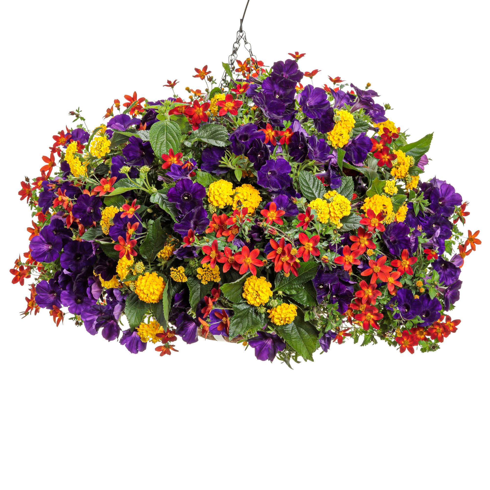 Campfire® Red Ember Apache Beggarticks (Bidens ferulifolia) | Proven Winners® New Variety 2026 - Image 7