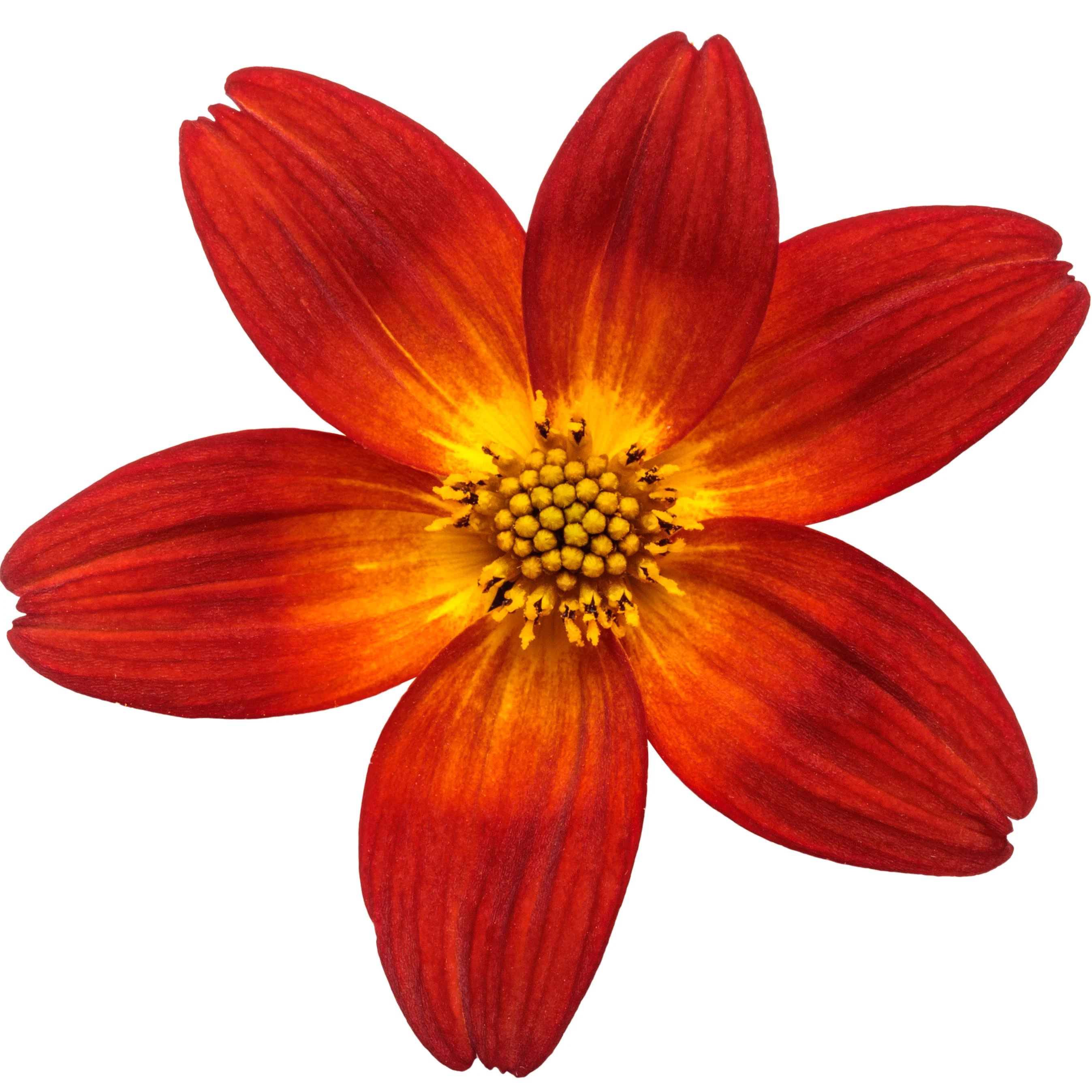 Campfire® Red Ember Apache Beggarticks (Bidens ferulifolia) | Proven Winners® New Variety 2026 - Image 8