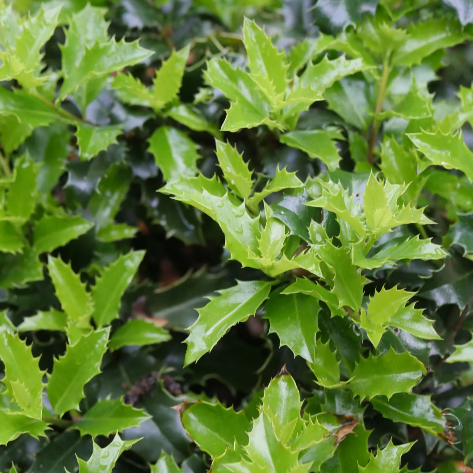 Castle Keep® Blue Holly (Ilex x meserveae)