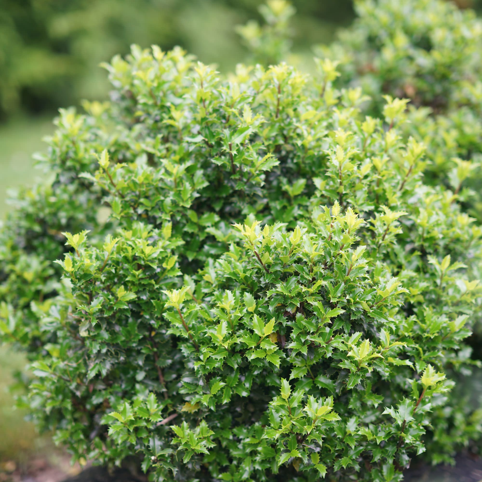 Castle Keep® Blue Holly (Ilex x meserveae) - Image 4