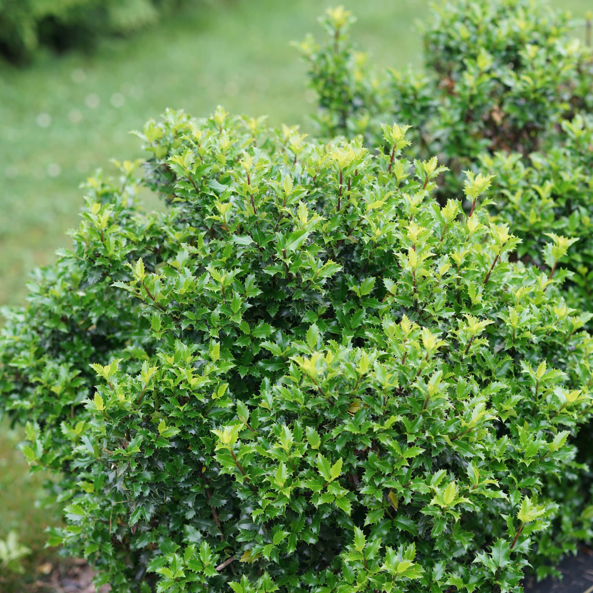 Castle Keep® Blue Holly (Ilex x meserveae) - Image 5