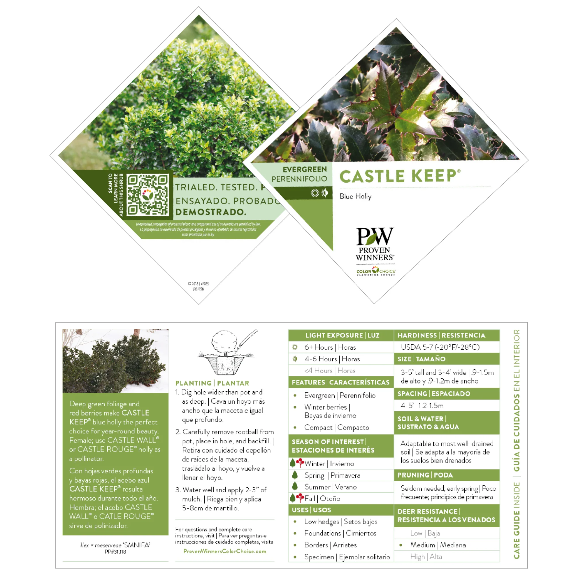 Castle Keep® Blue Holly (Ilex x meserveae) - Image 7