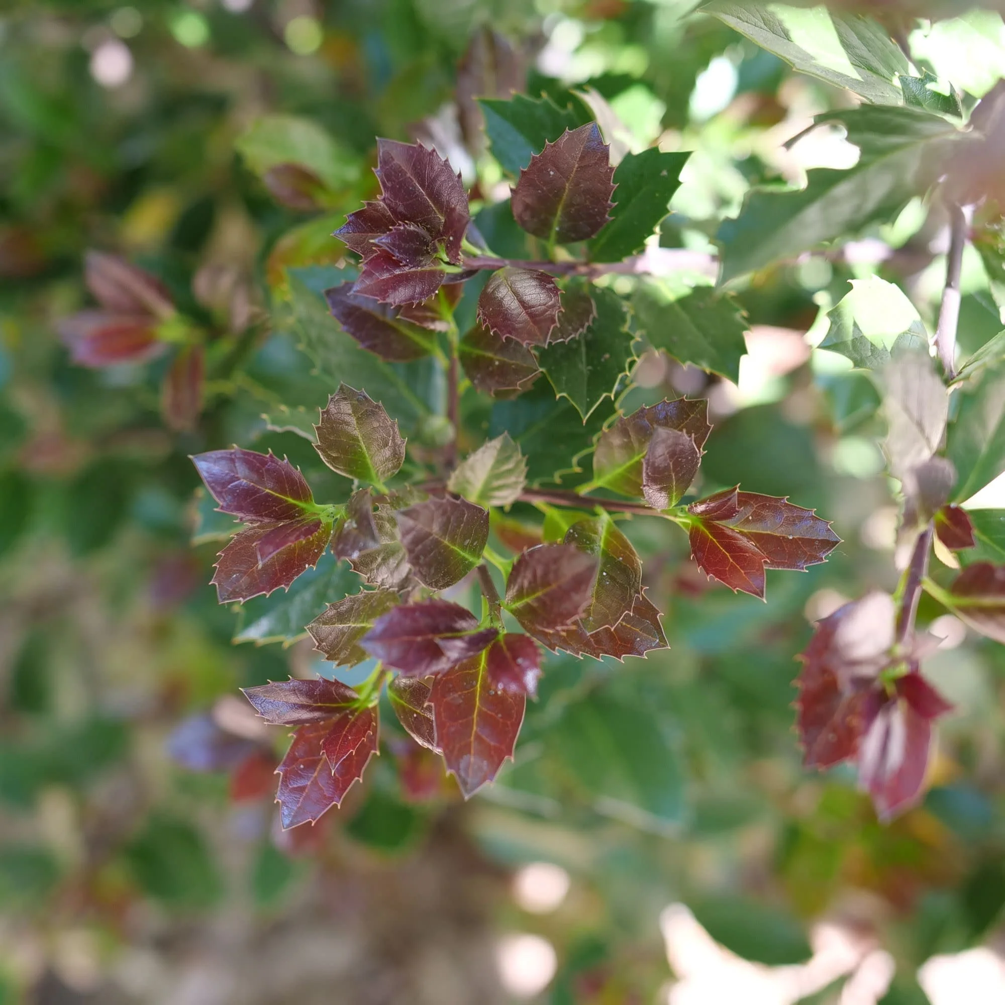 Castle Rouge® Blue Holly (Ilex x meserveae) - Image 3