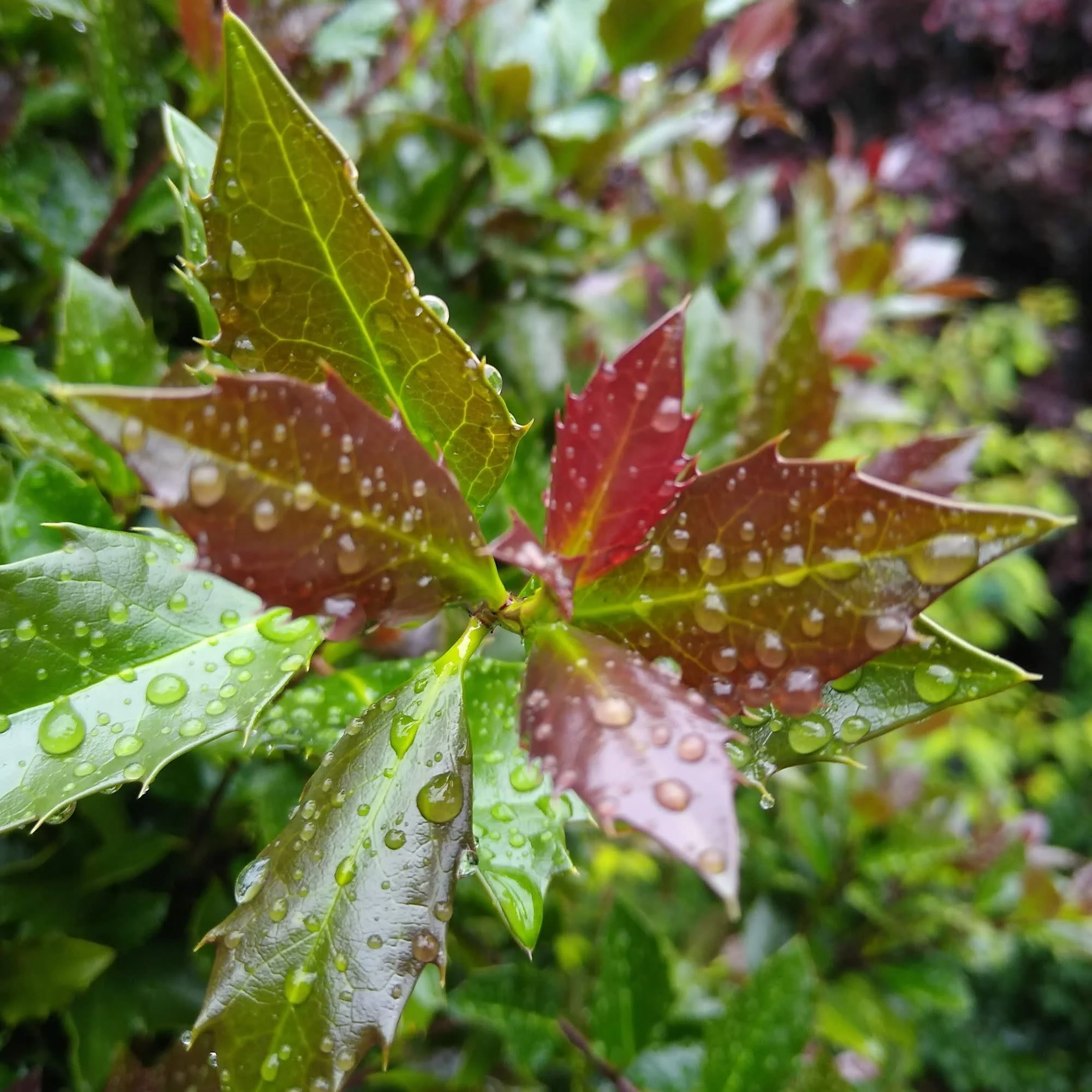 Castle Rouge® Blue Holly (Ilex x meserveae) - Image 5