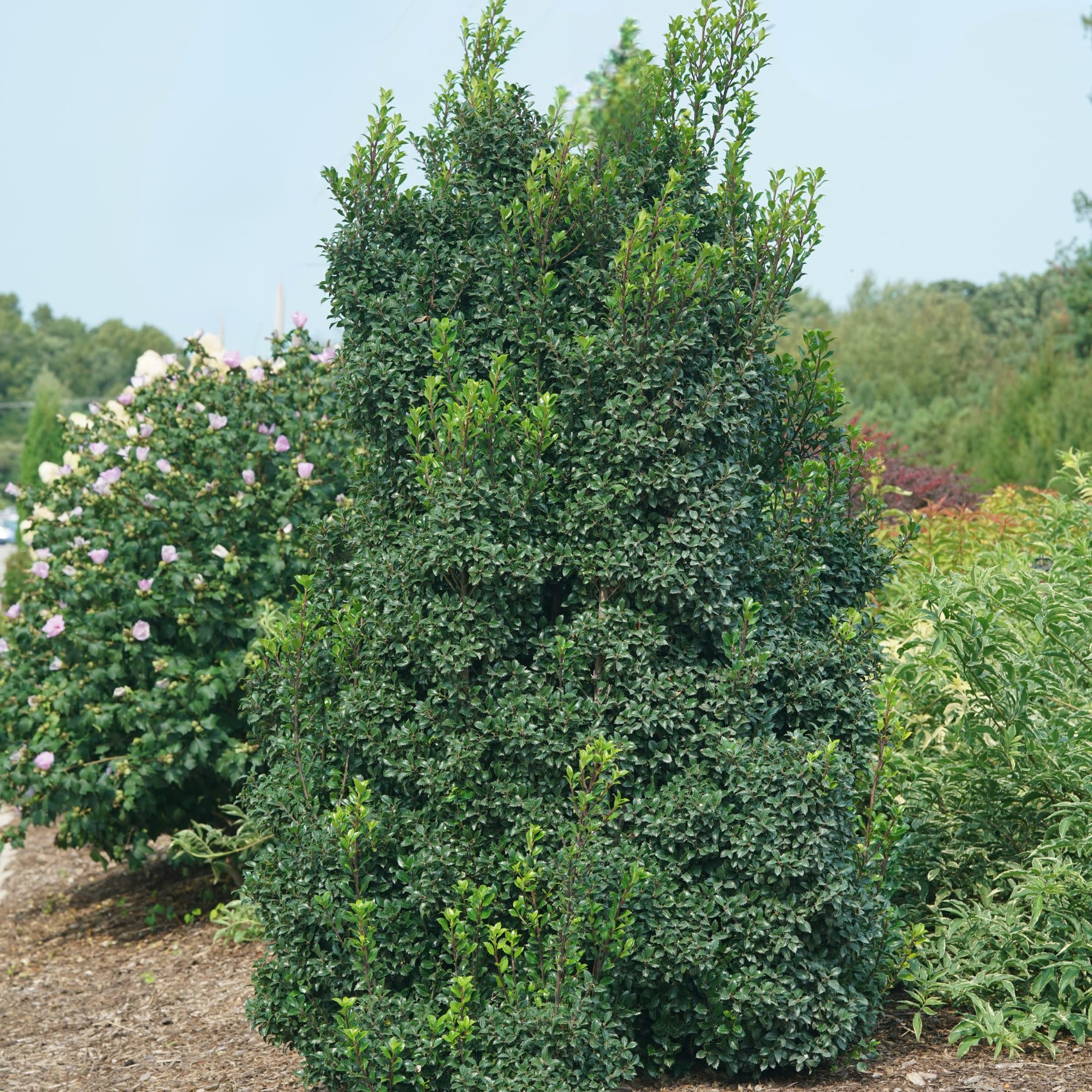Castle Wall® Blue Holly (Ilex x meserveae) - Image 6