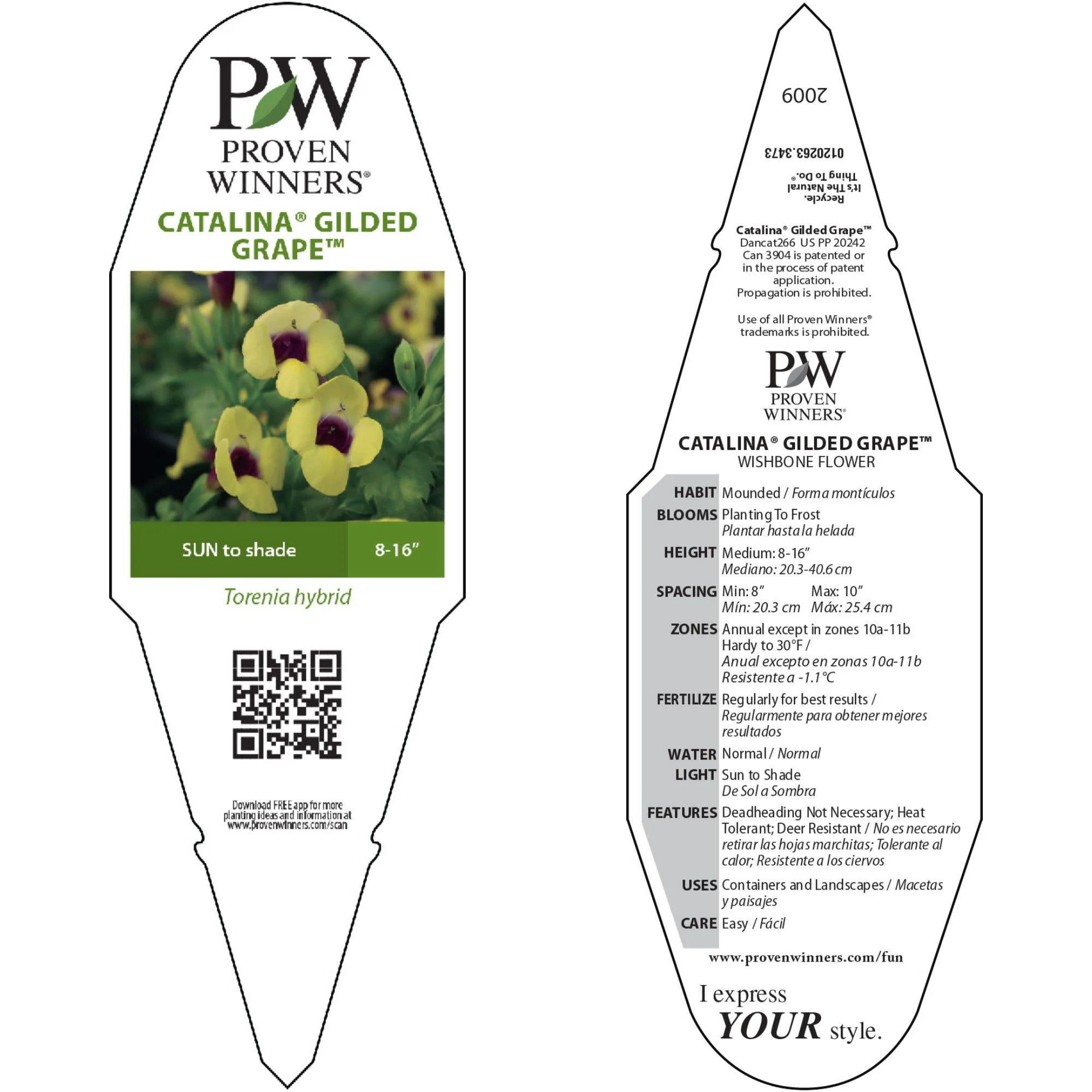 Catalina® Gilded Grape™ Wishbone Flower (Torenia hybrid) - Image 10