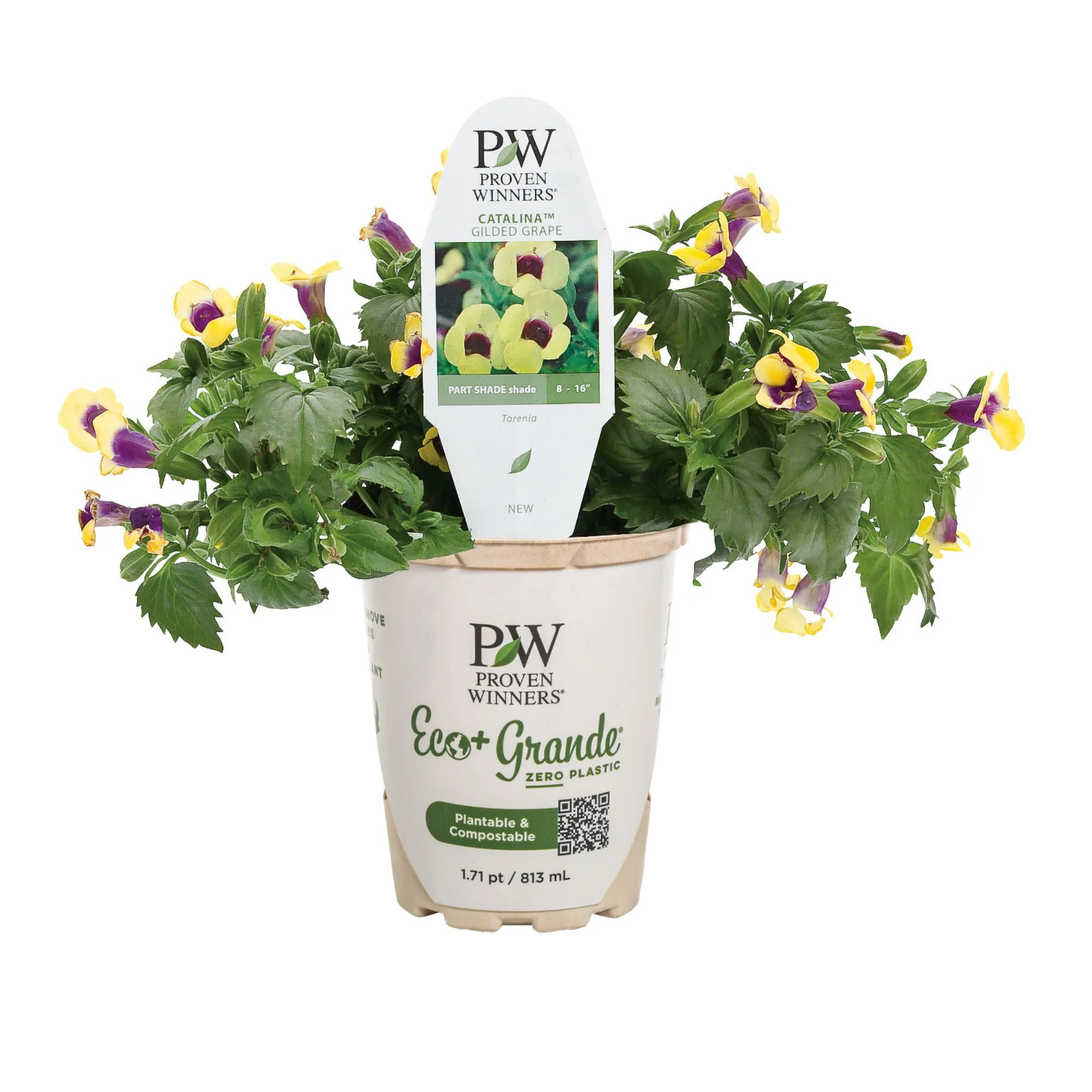 Catalina® Gilded Grape™ Wishbone Flower (Torenia hybrid) - Image 2
