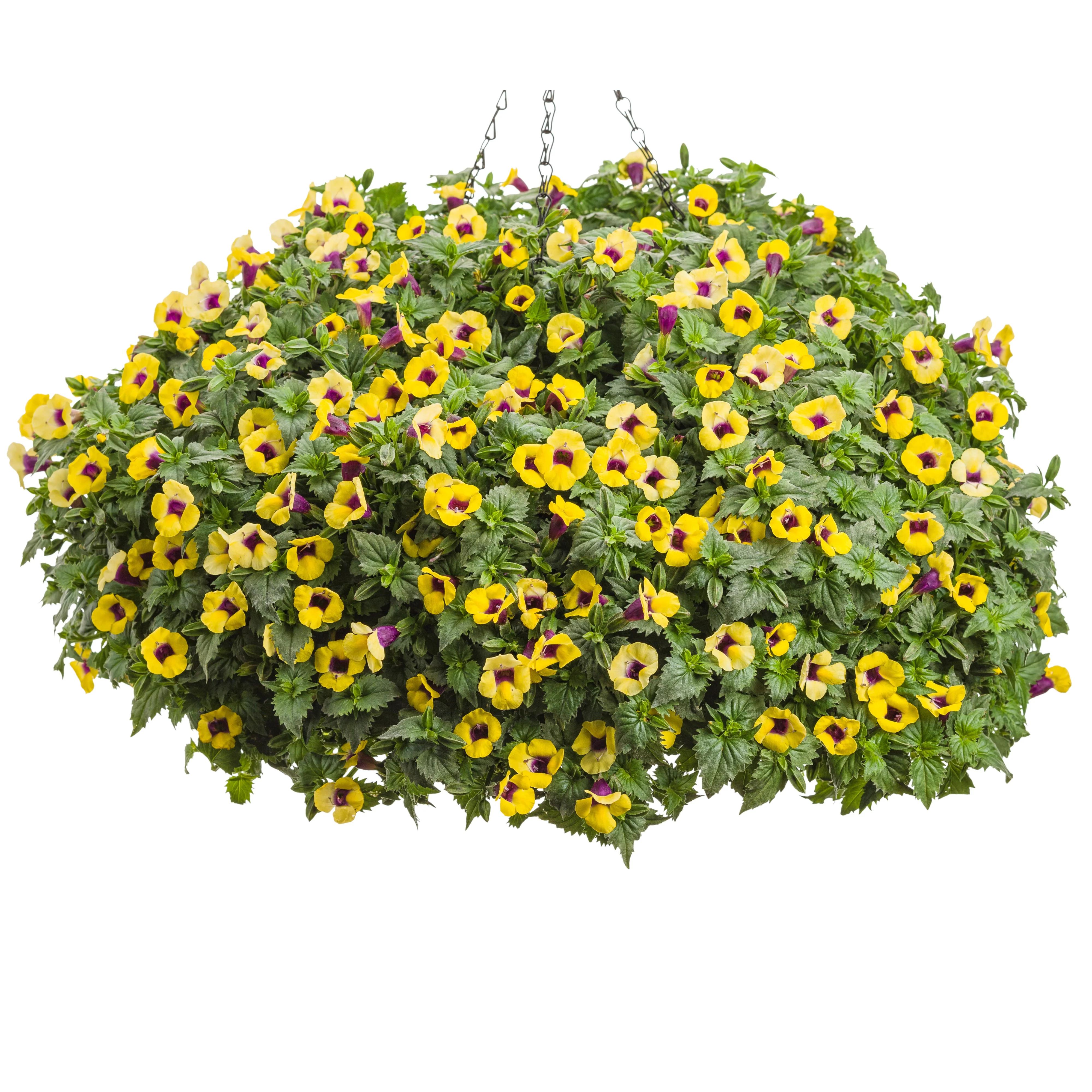 Catalina® Gilded Grape™ Wishbone Flower (Torenia hybrid) - Image 4