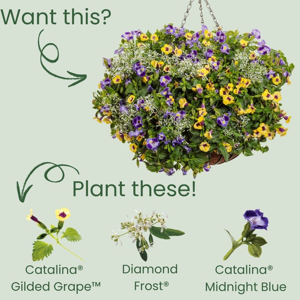 Catalina® Gilded Grape™ Wishbone Flower (Torenia hybrid) - Image 5