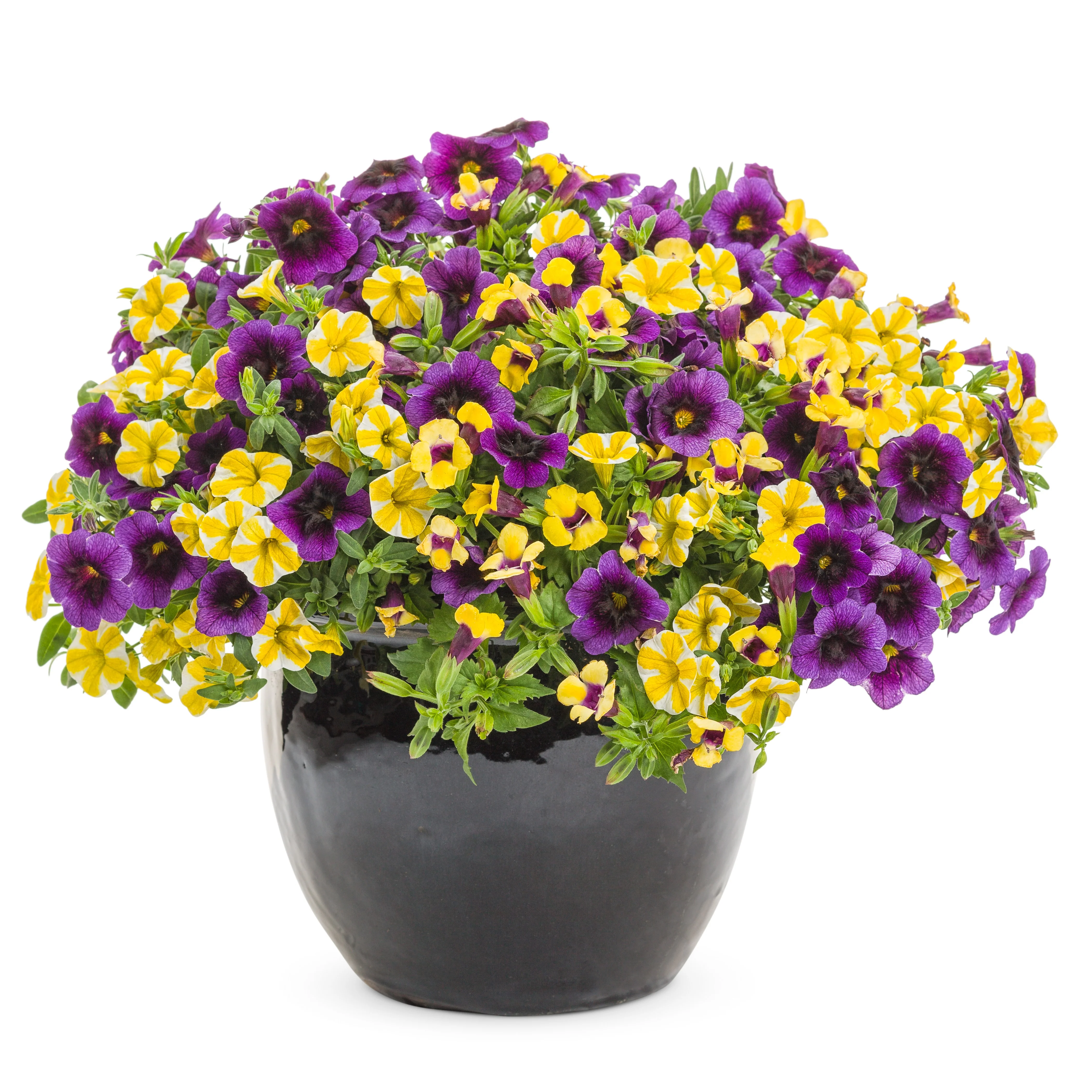 Catalina® Gilded Grape™ Wishbone Flower (Torenia hybrid) - Image 6