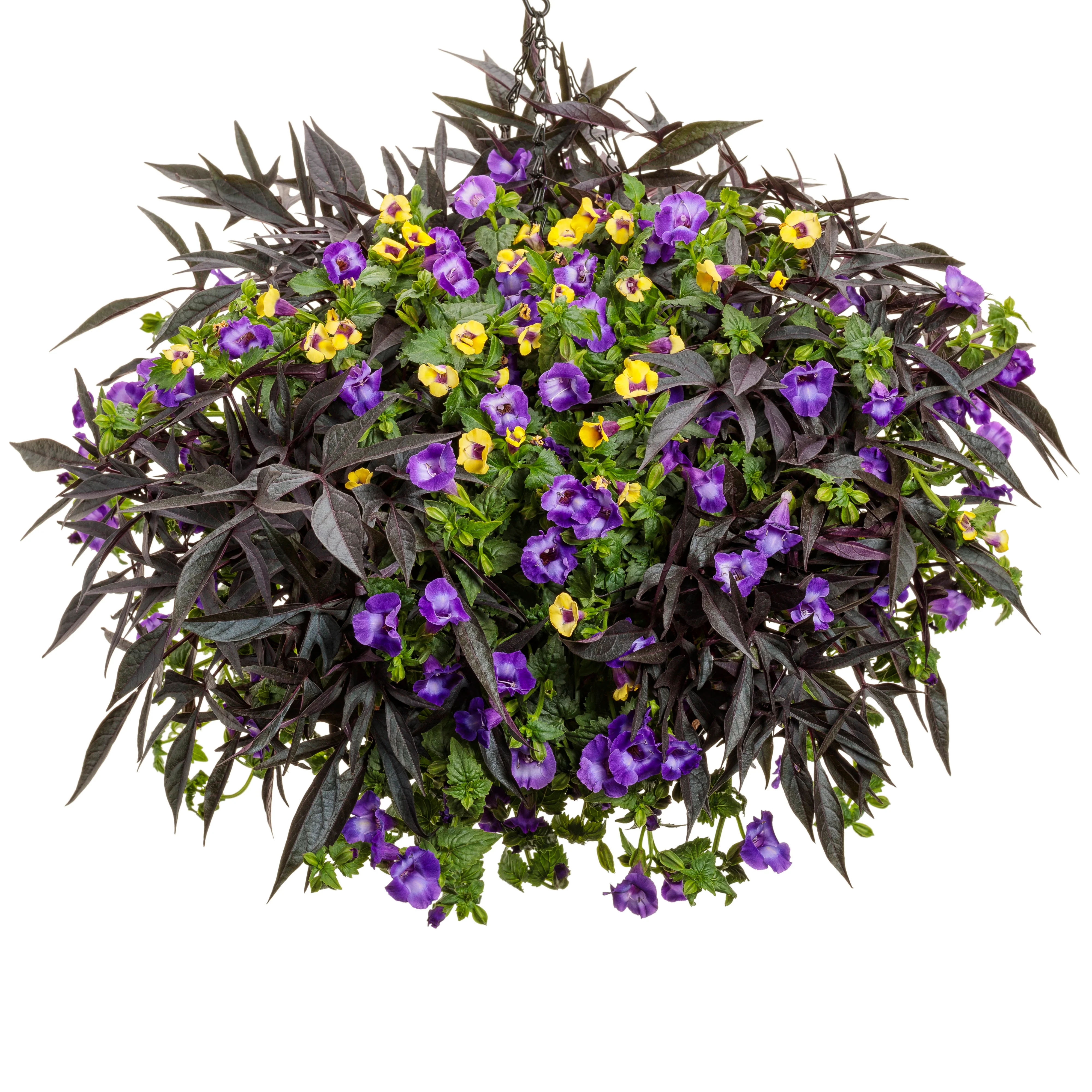 Catalina® Gilded Grape™ Wishbone Flower (Torenia hybrid) - Image 7