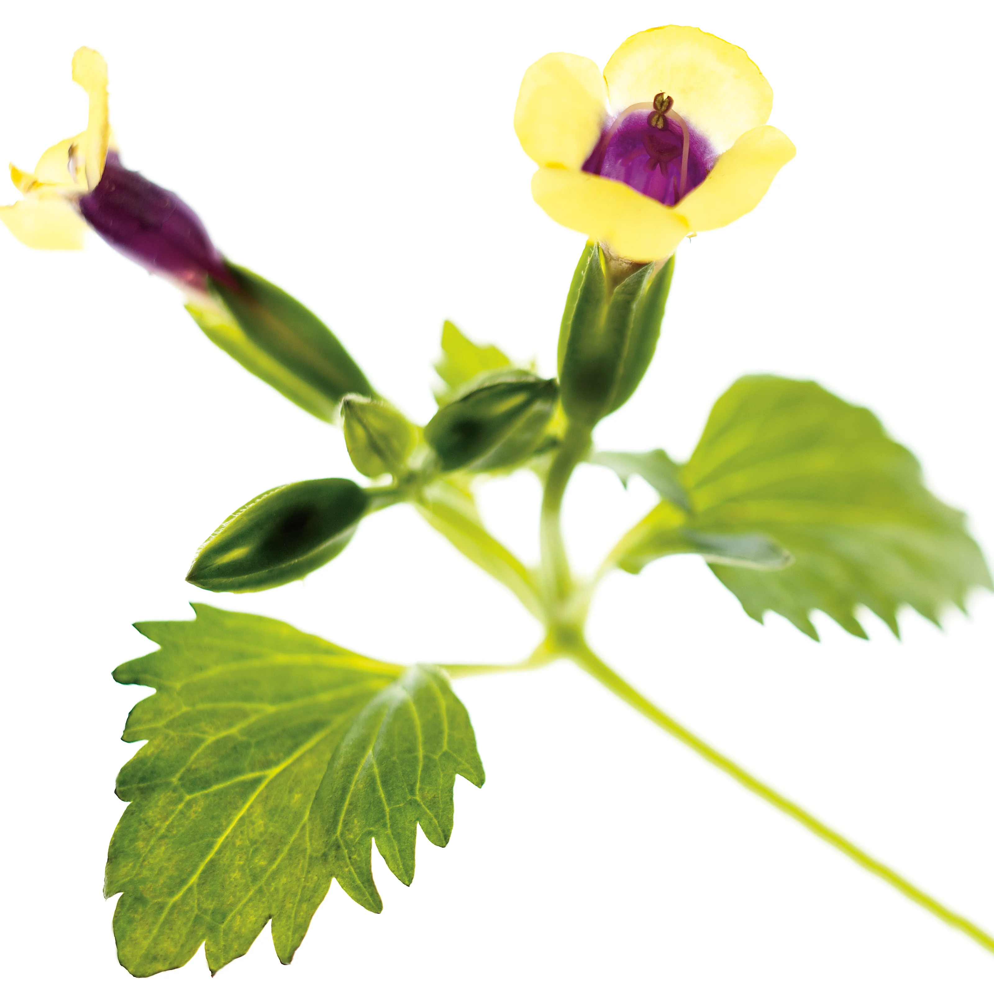 Catalina® Gilded Grape™ Wishbone Flower (Torenia hybrid) - Image 8