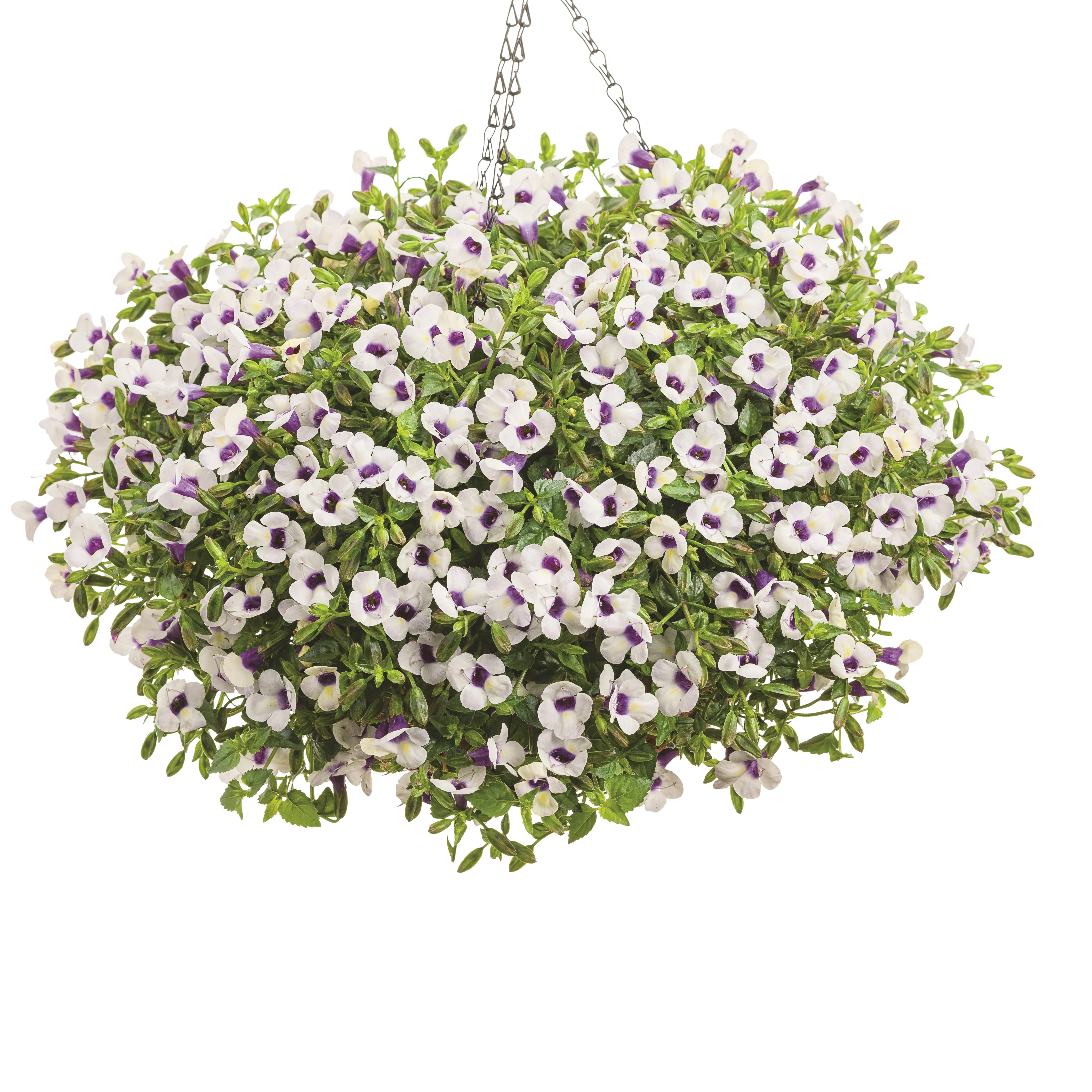 Catalina® Grape-o-licious™ Wishbone Flower (Torenia hybrid) - Image 5