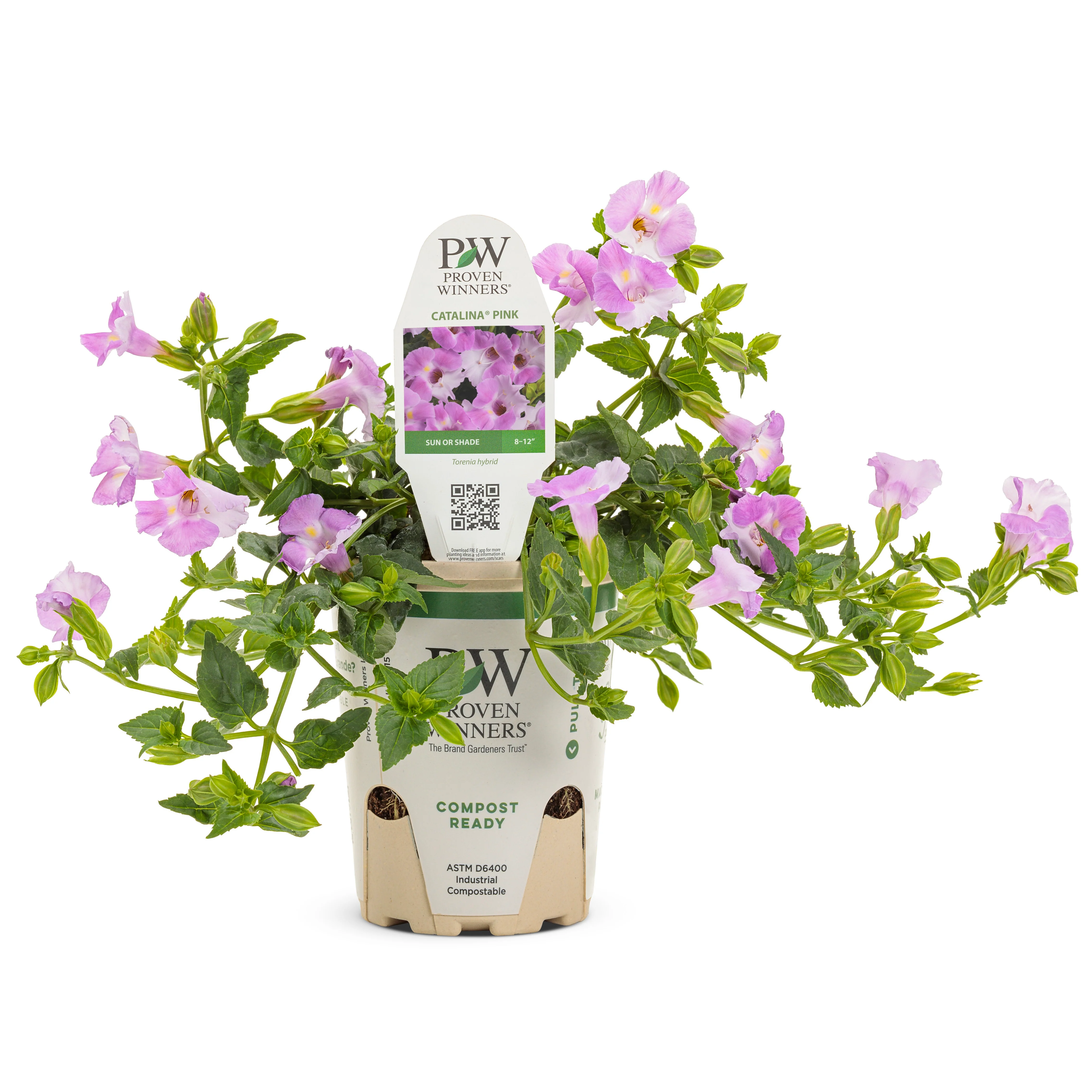 Catalina® Pink Wishbone Flower (Torenia hybrid) - Image 2