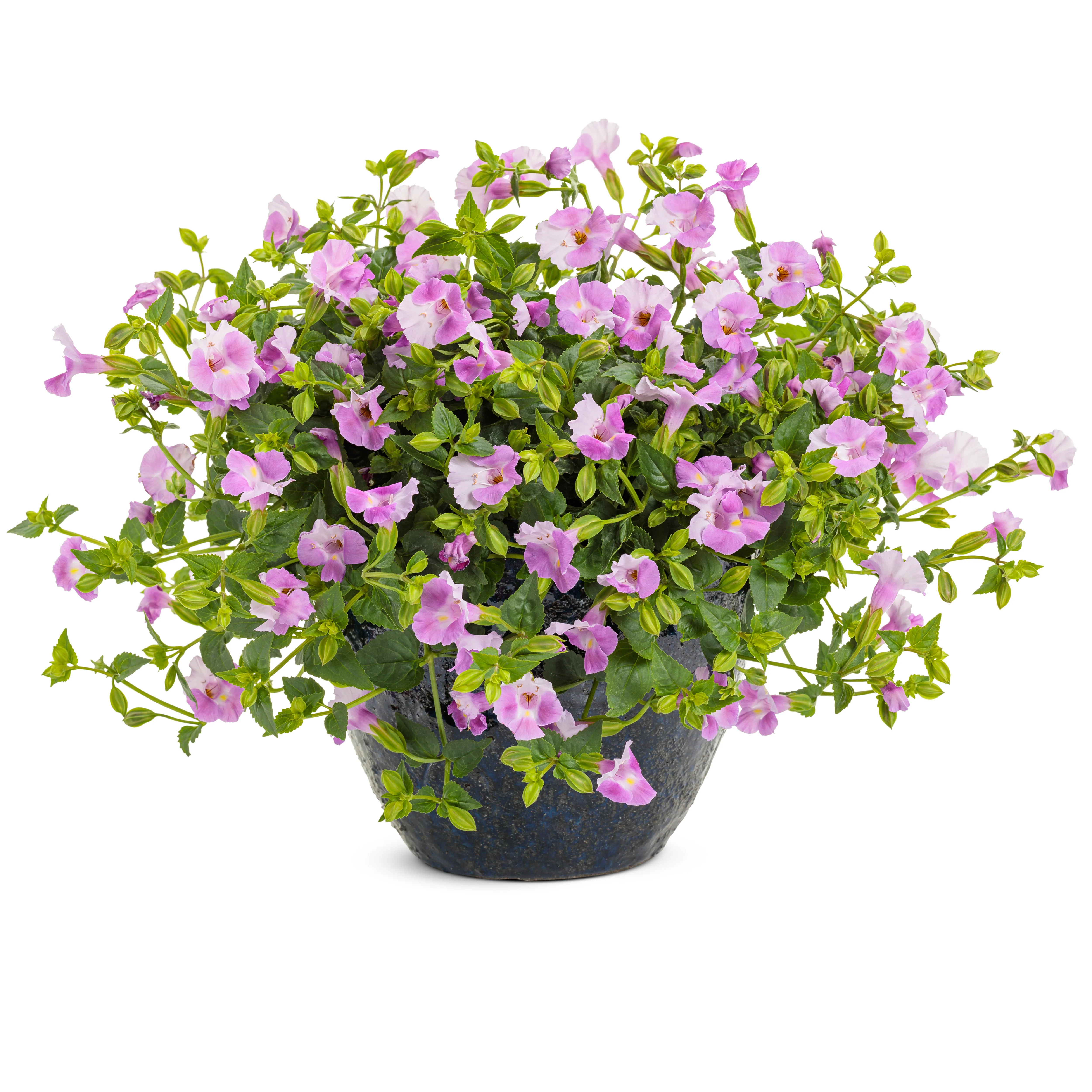 Catalina® Pink Wishbone Flower (Torenia hybrid) - Image 4