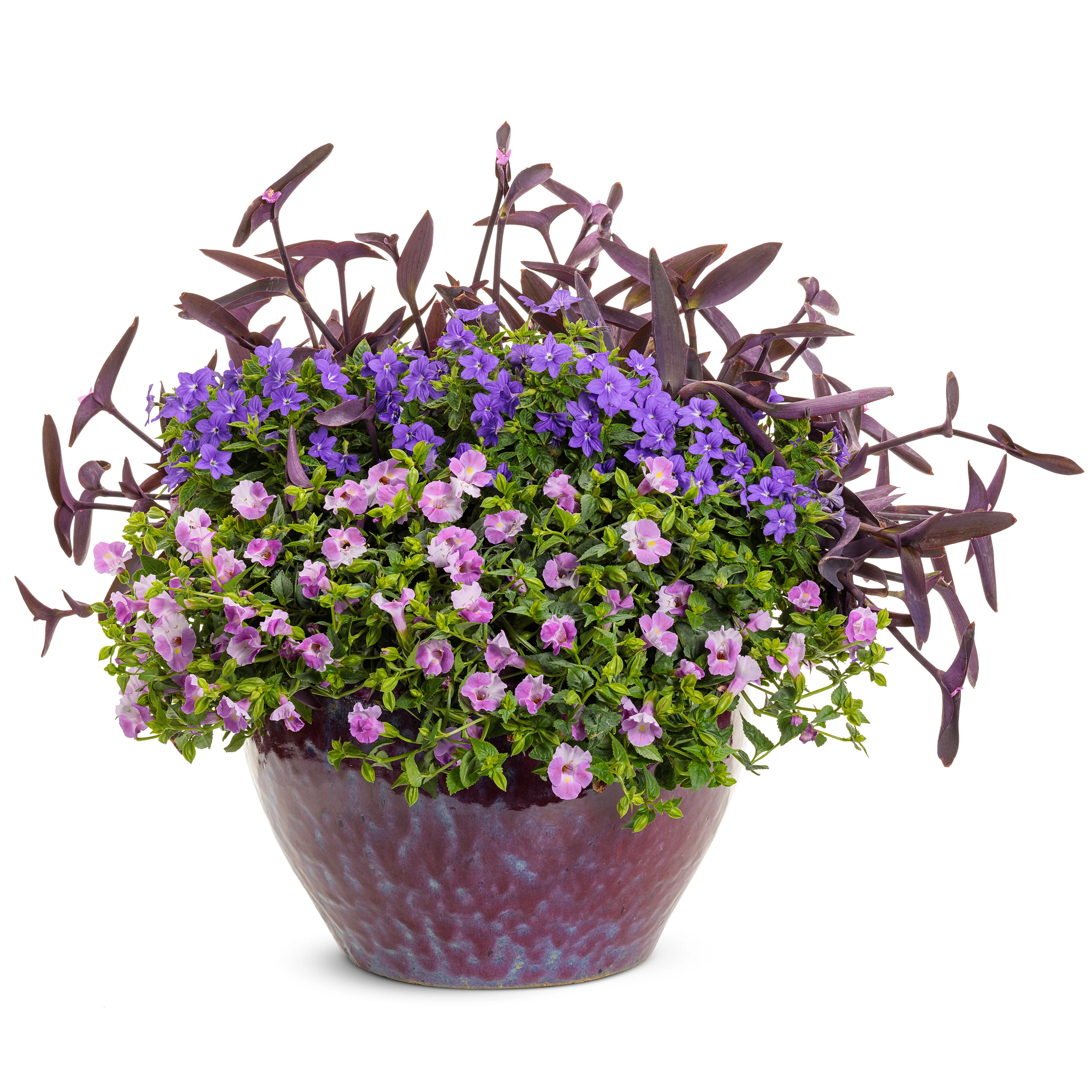 Catalina® Pink Wishbone Flower (Torenia hybrid) - Image 6