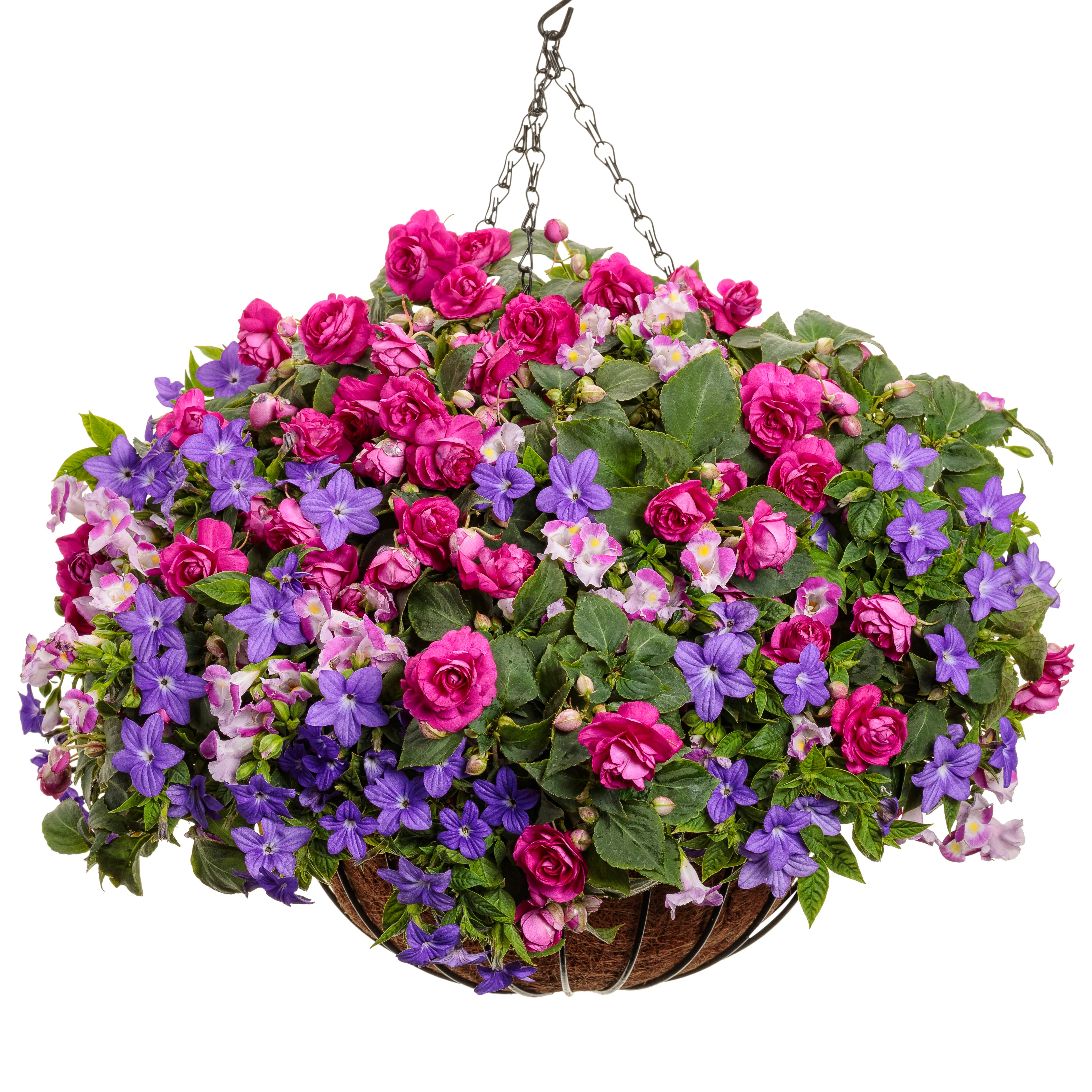 Catalina® Pink Wishbone Flower (Torenia hybrid) - Image 7