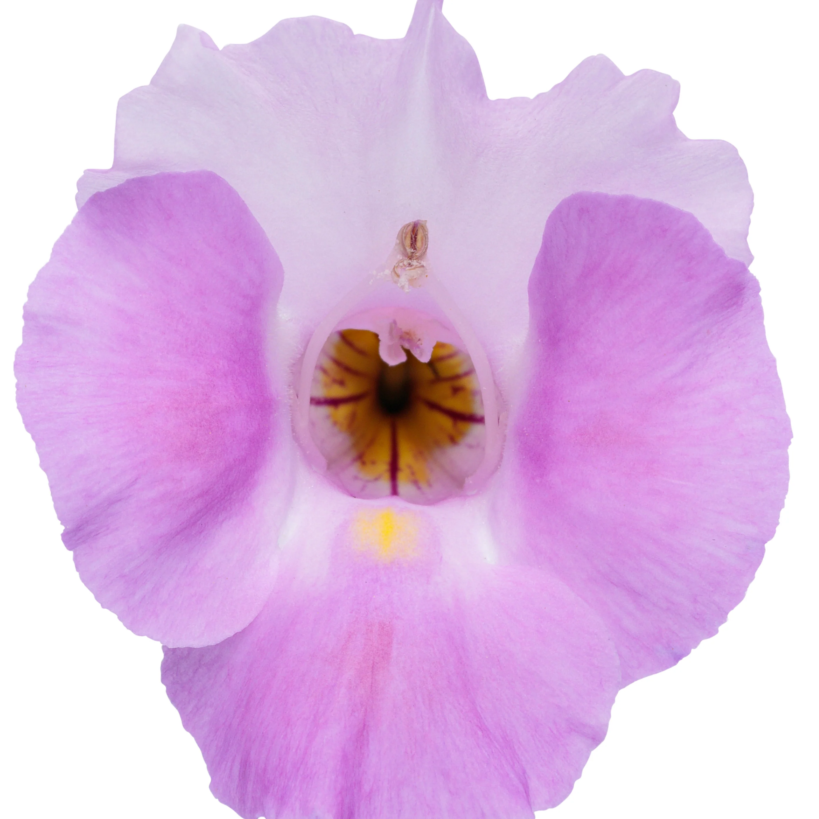 Catalina® Pink Wishbone Flower (Torenia hybrid) - Image 8