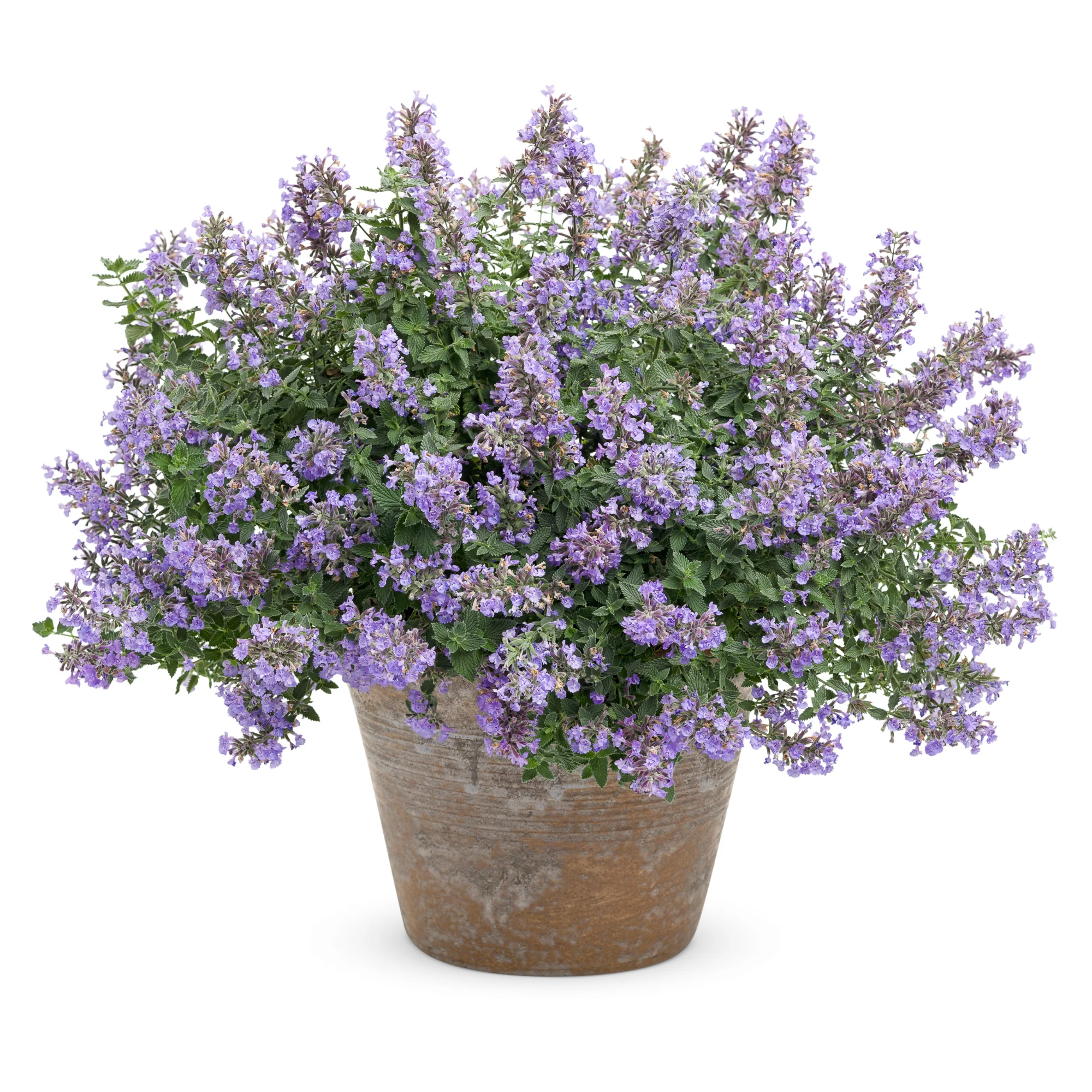 'Cat's Meow' Catmint (Nepeta faassenii) - Image 3