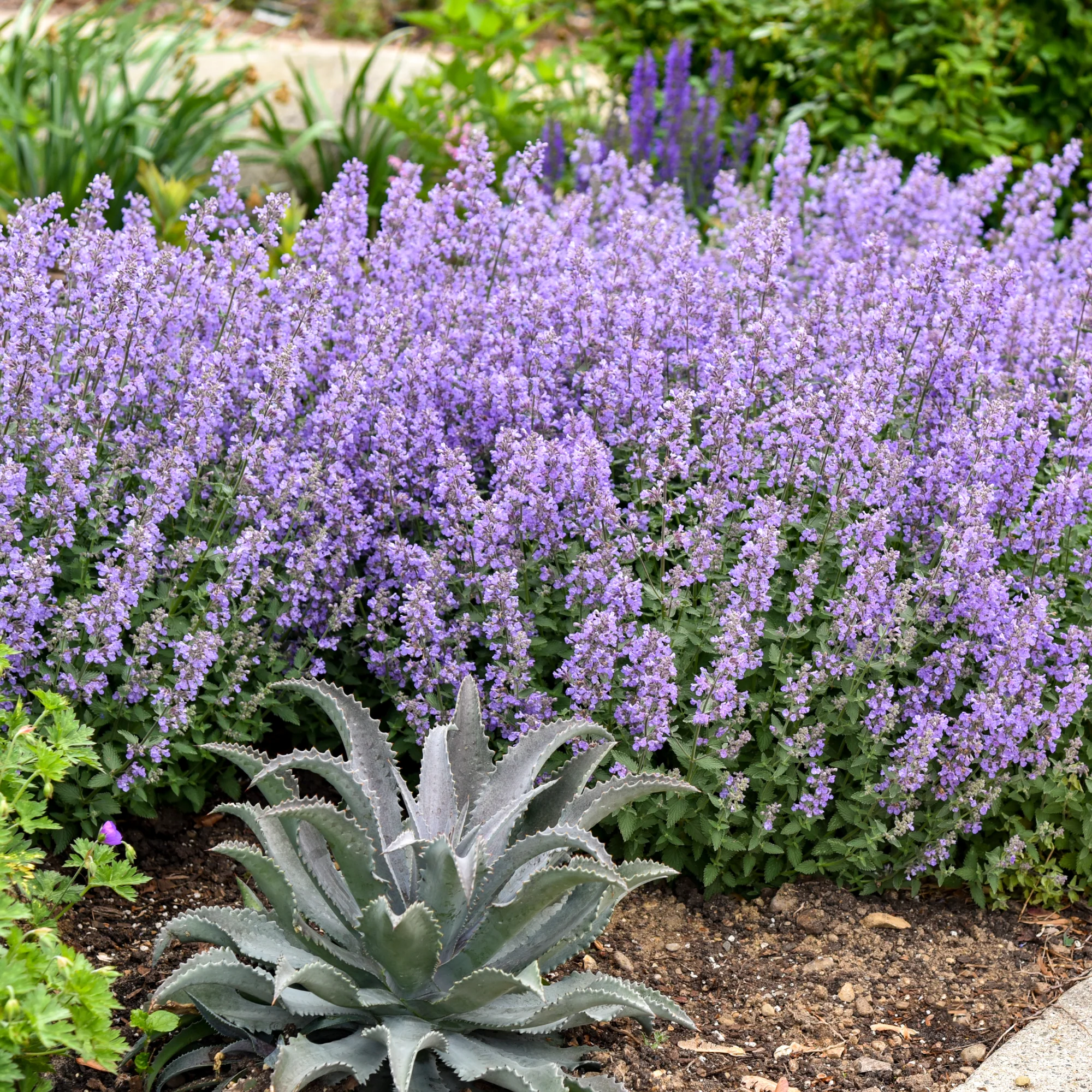 'Cat's Meow' Catmint (Nepeta faassenii) - Image 4