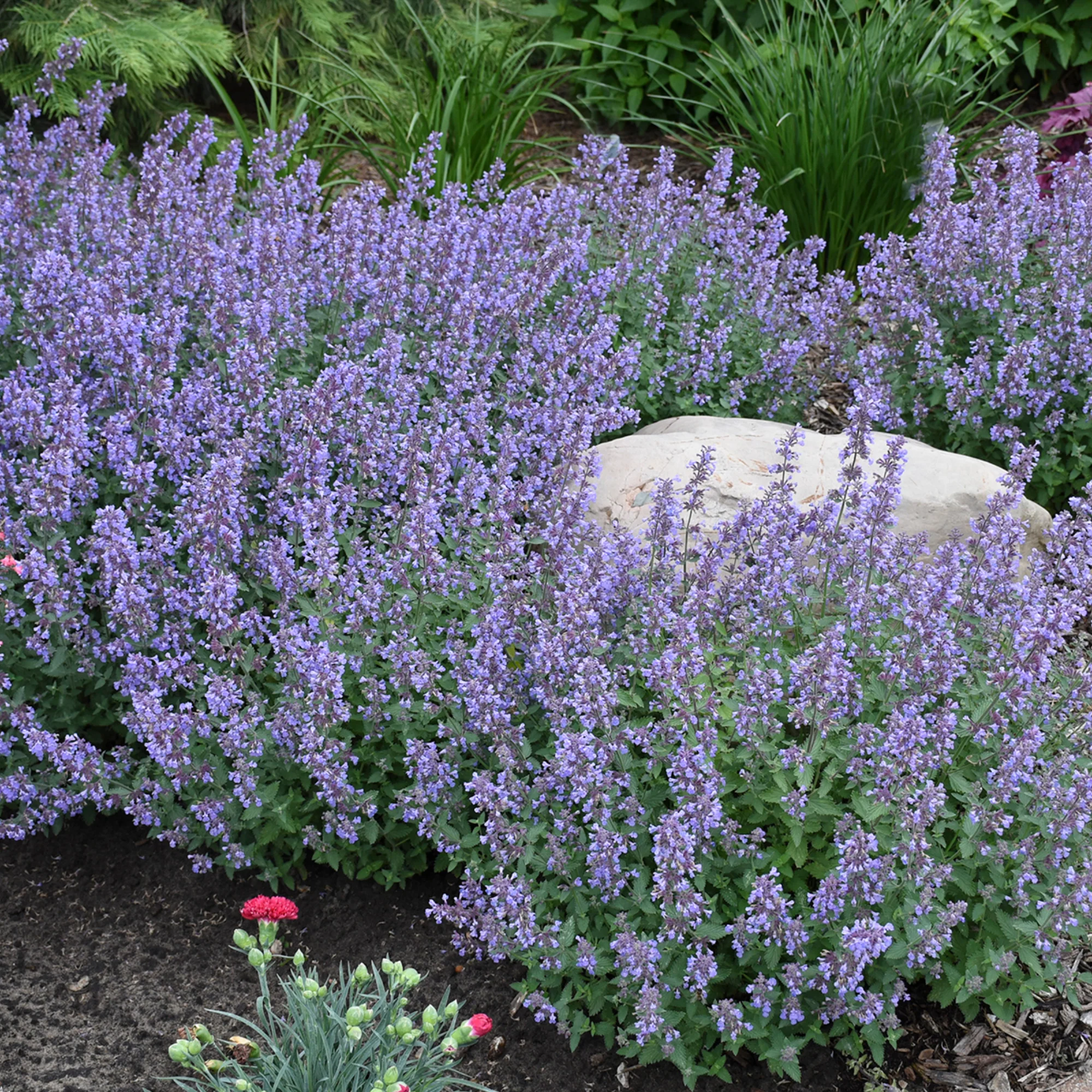 'Cat's Meow' Catmint (Nepeta faassenii) - Image 5